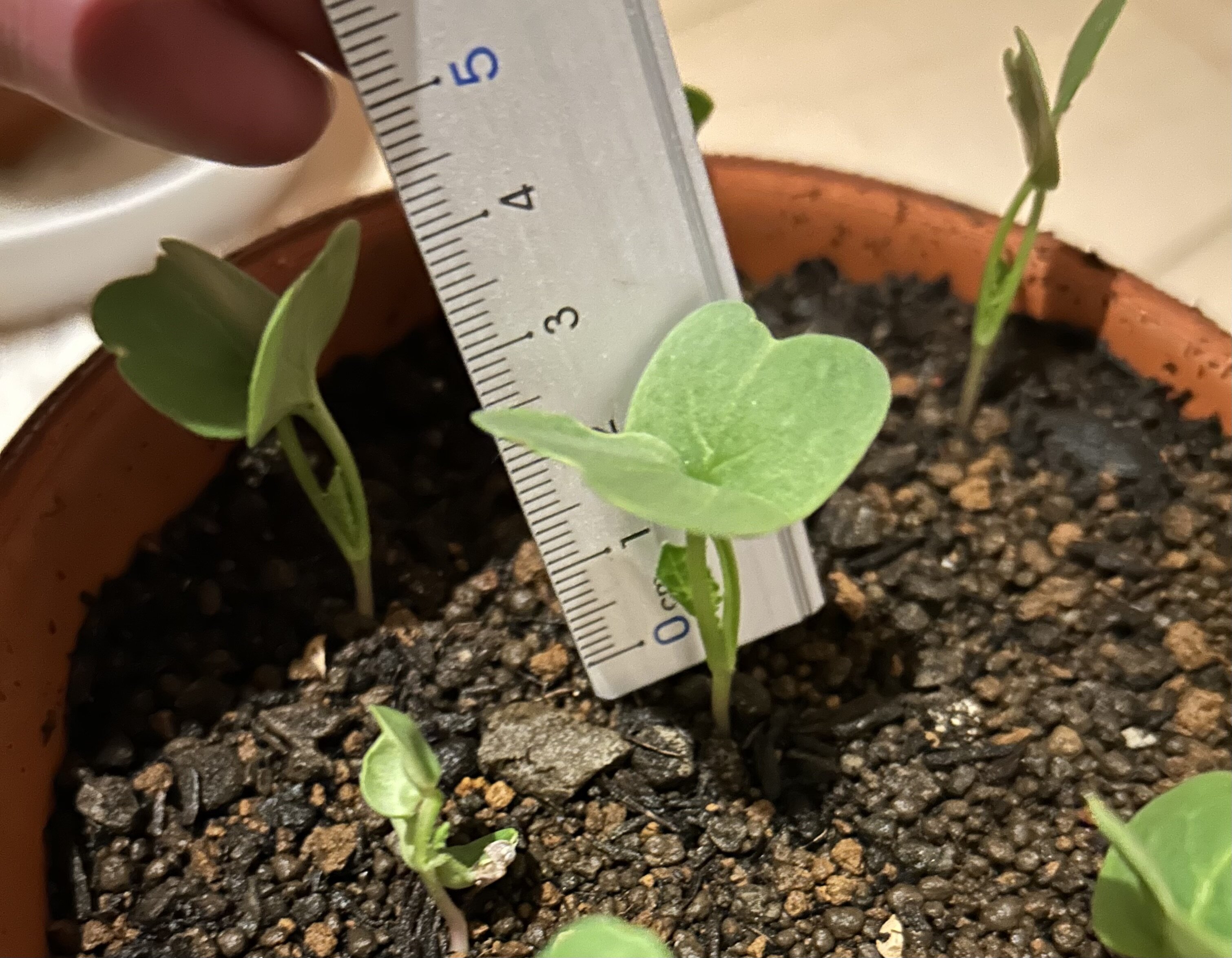 https://www.ige.tohoku.ac.jp/prg/watanabe/as-vegetable2024/2024/10/66a4fba7c1c3512db5e9d084bf7cab9cb150fadf.jpeg