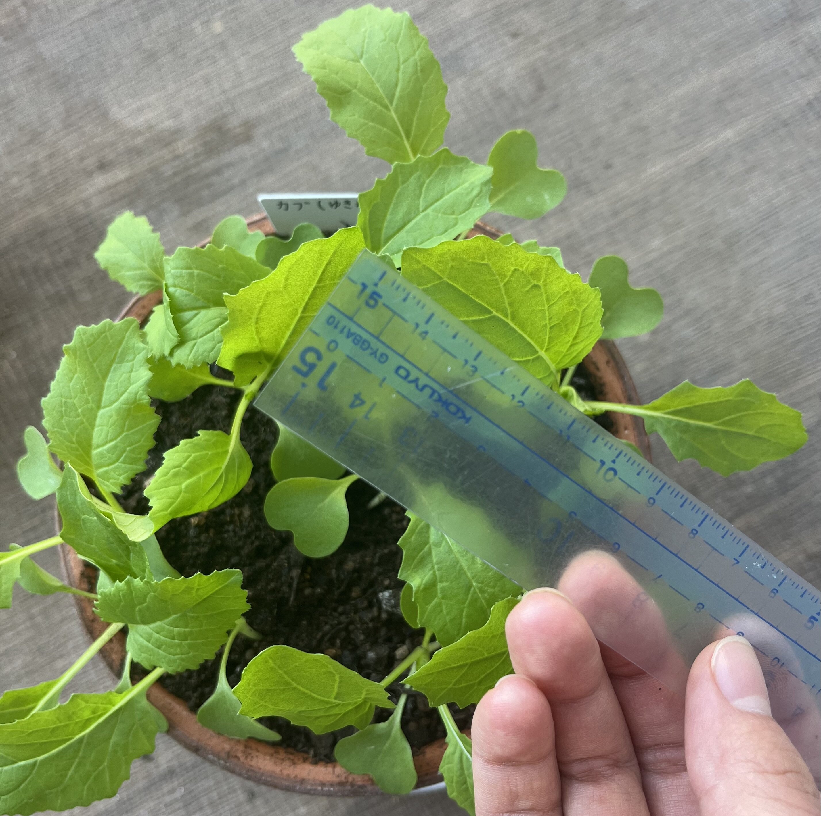 https://www.ige.tohoku.ac.jp/prg/watanabe/as-vegetable2024/2024/10/70808091a22b5268816cab921b775c7e9db854c4.jpg