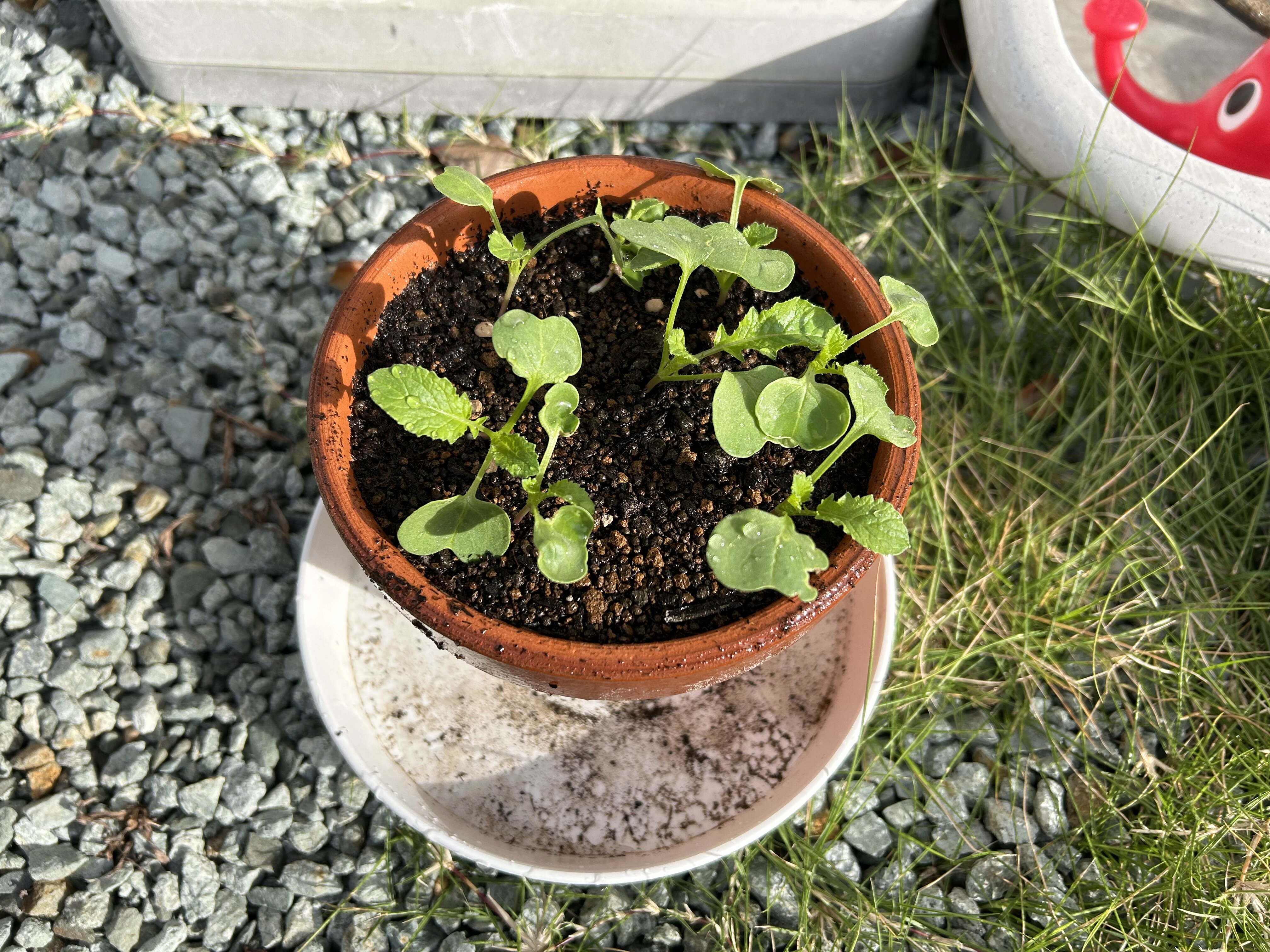 https://www.ige.tohoku.ac.jp/prg/watanabe/as-vegetable2024/2024/10/7302f734d6c29441a41efac44a7ded4225cbca44.jpeg