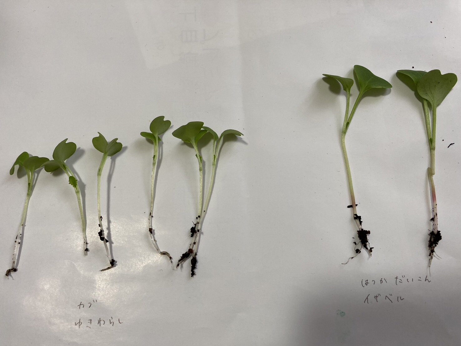 https://www.ige.tohoku.ac.jp/prg/watanabe/as-vegetable2024/2024/10/90ebc19f0da998691d117e4f985cc01ce4f9ba5a.jpg