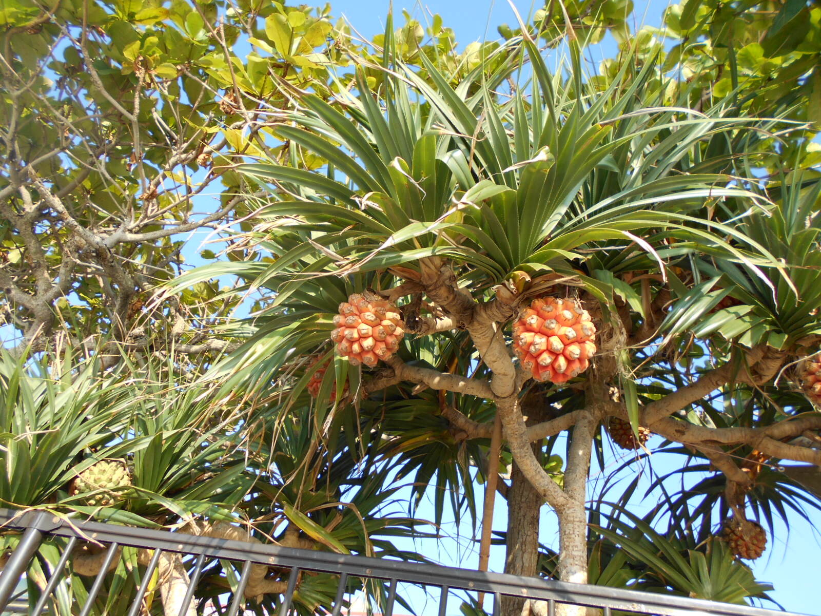 https://www.ige.tohoku.ac.jp/prg/watanabe/as-vegetable2024/2024/10/DSCN0299.JPG