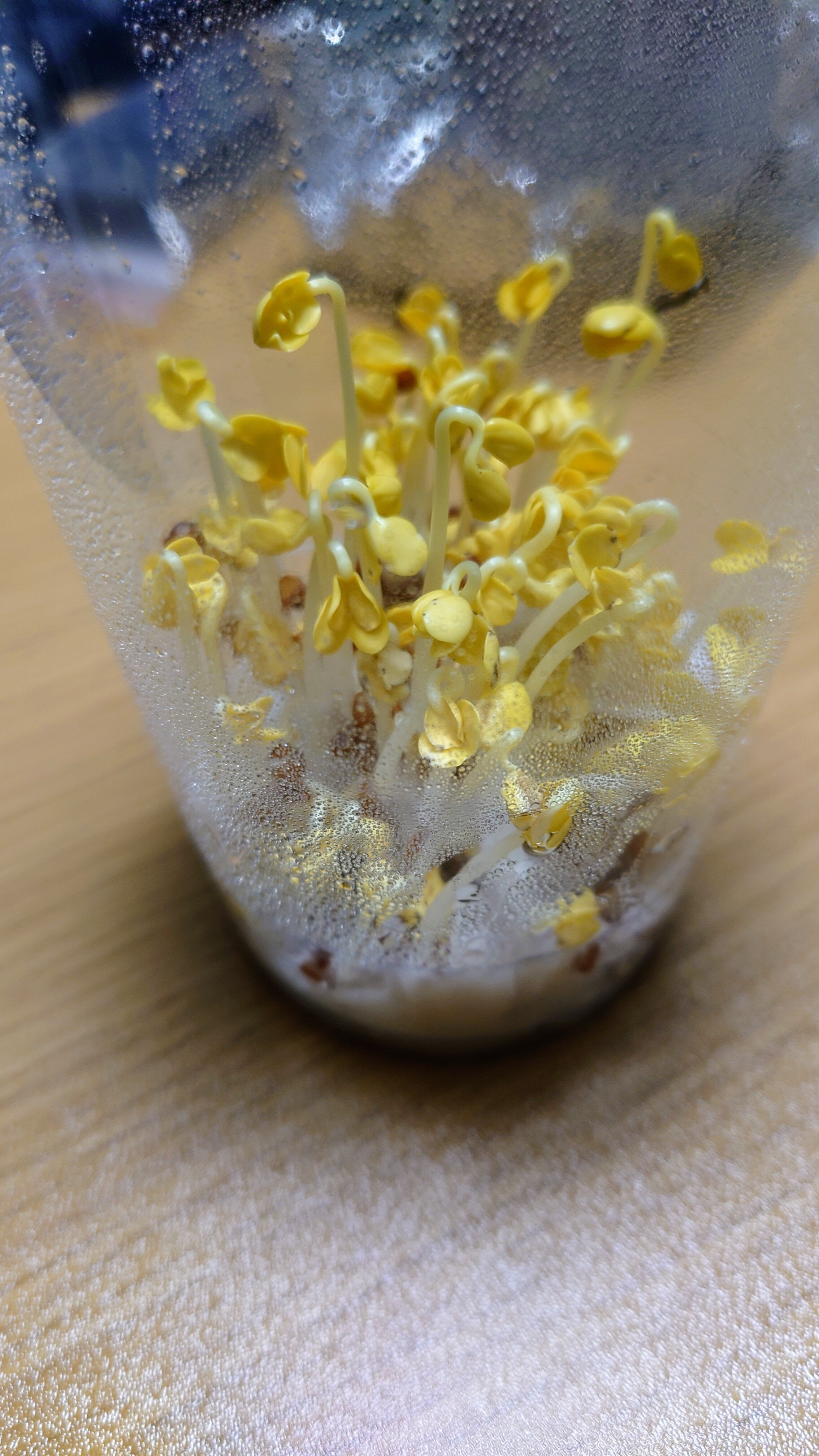 https://www.ige.tohoku.ac.jp/prg/watanabe/as-vegetable2024/2024/10/DSC_0951.JPG