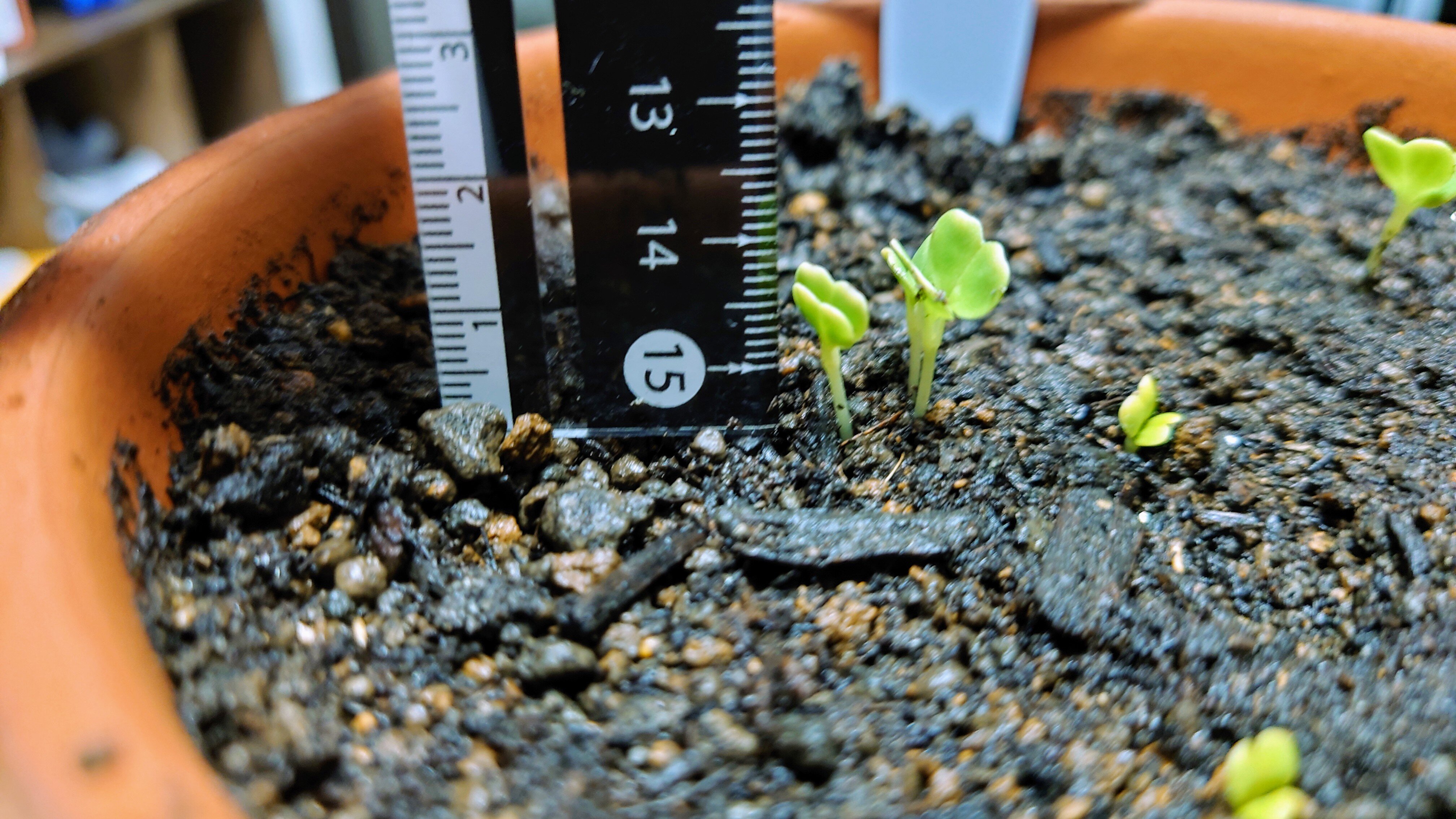 https://www.ige.tohoku.ac.jp/prg/watanabe/as-vegetable2024/2024/10/DSC_0958.JPG