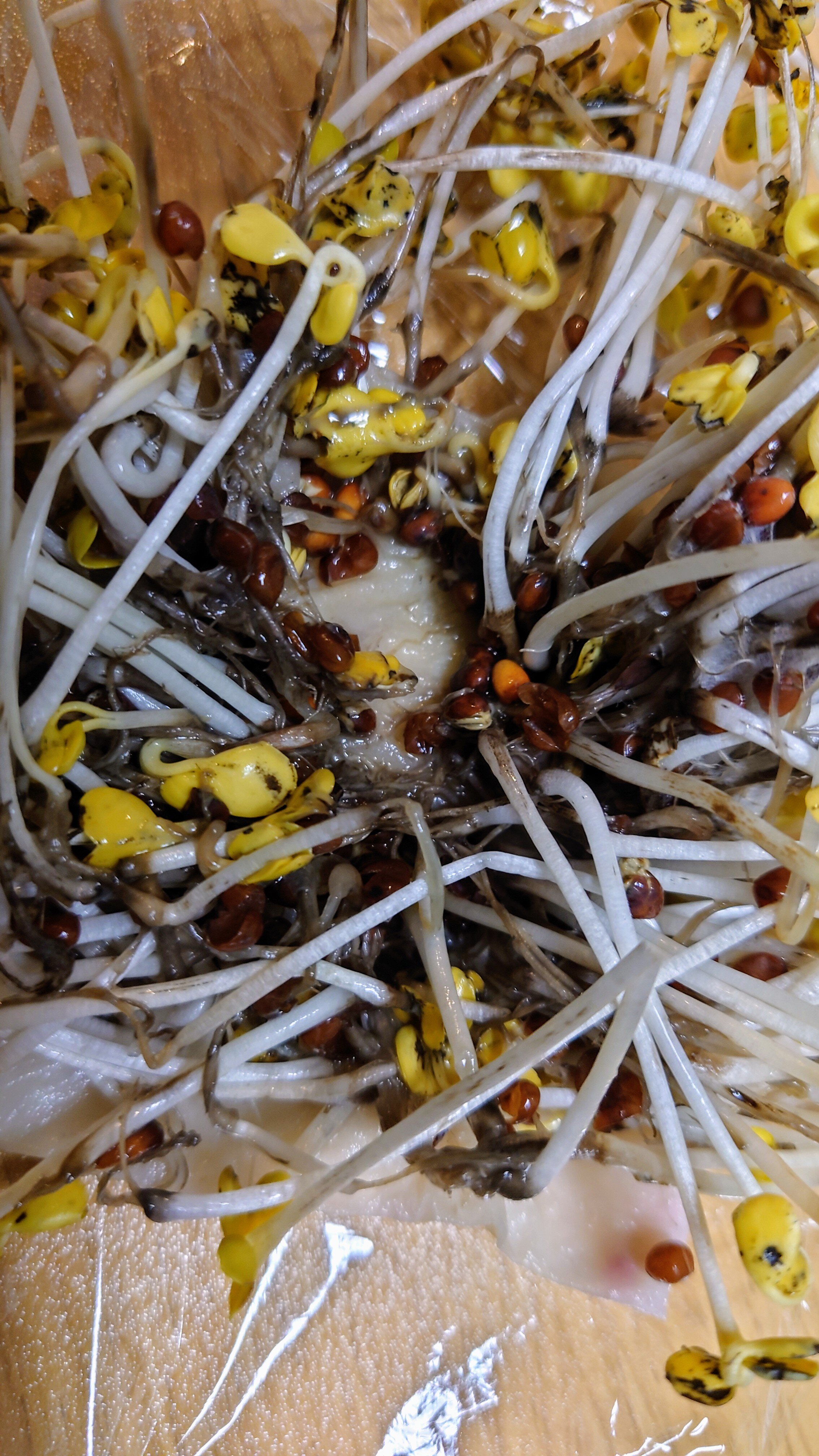 https://www.ige.tohoku.ac.jp/prg/watanabe/as-vegetable2024/2024/10/DSC_0982.JPG