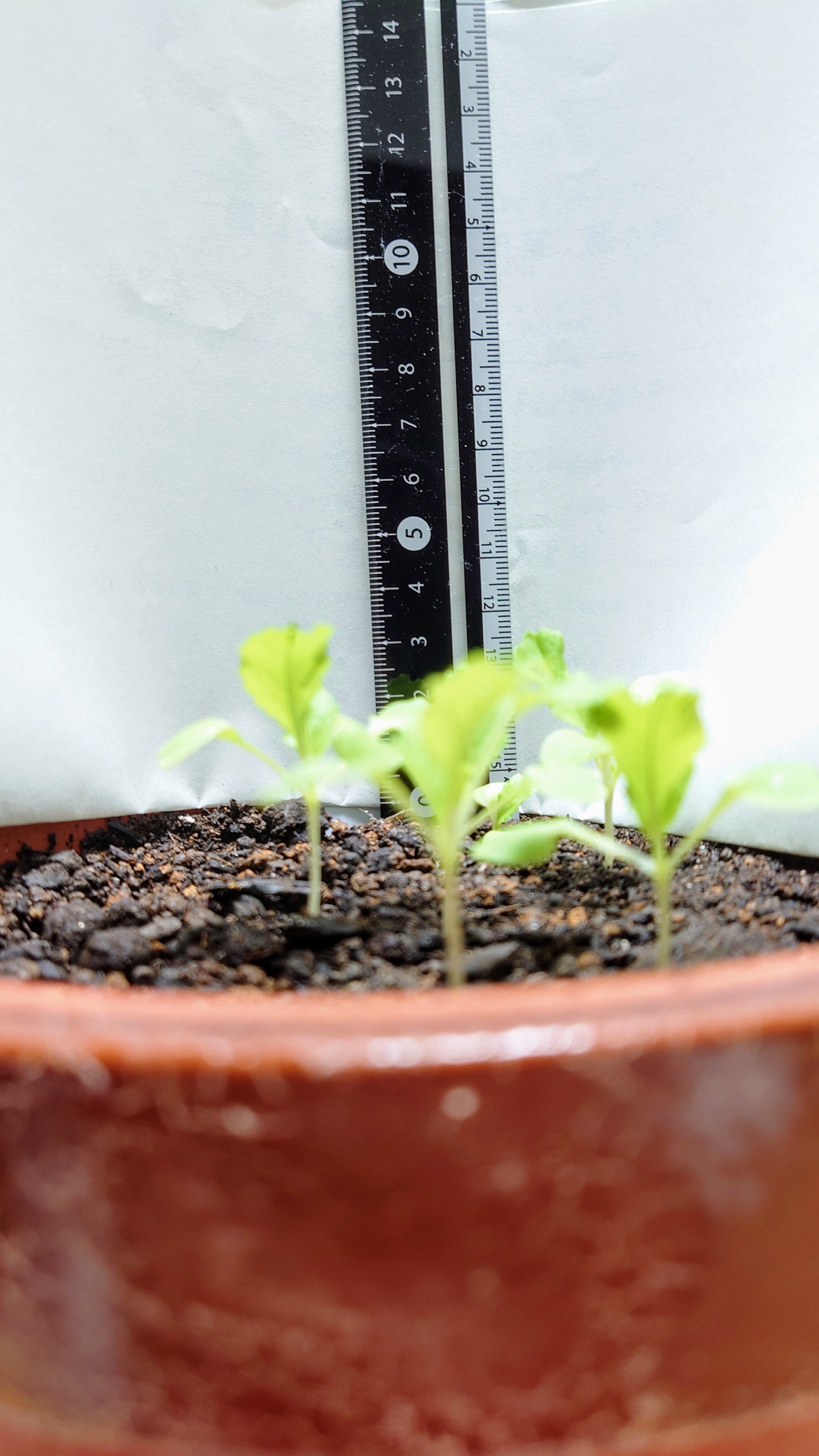 https://www.ige.tohoku.ac.jp/prg/watanabe/as-vegetable2024/2024/10/DSC_1014.JPG