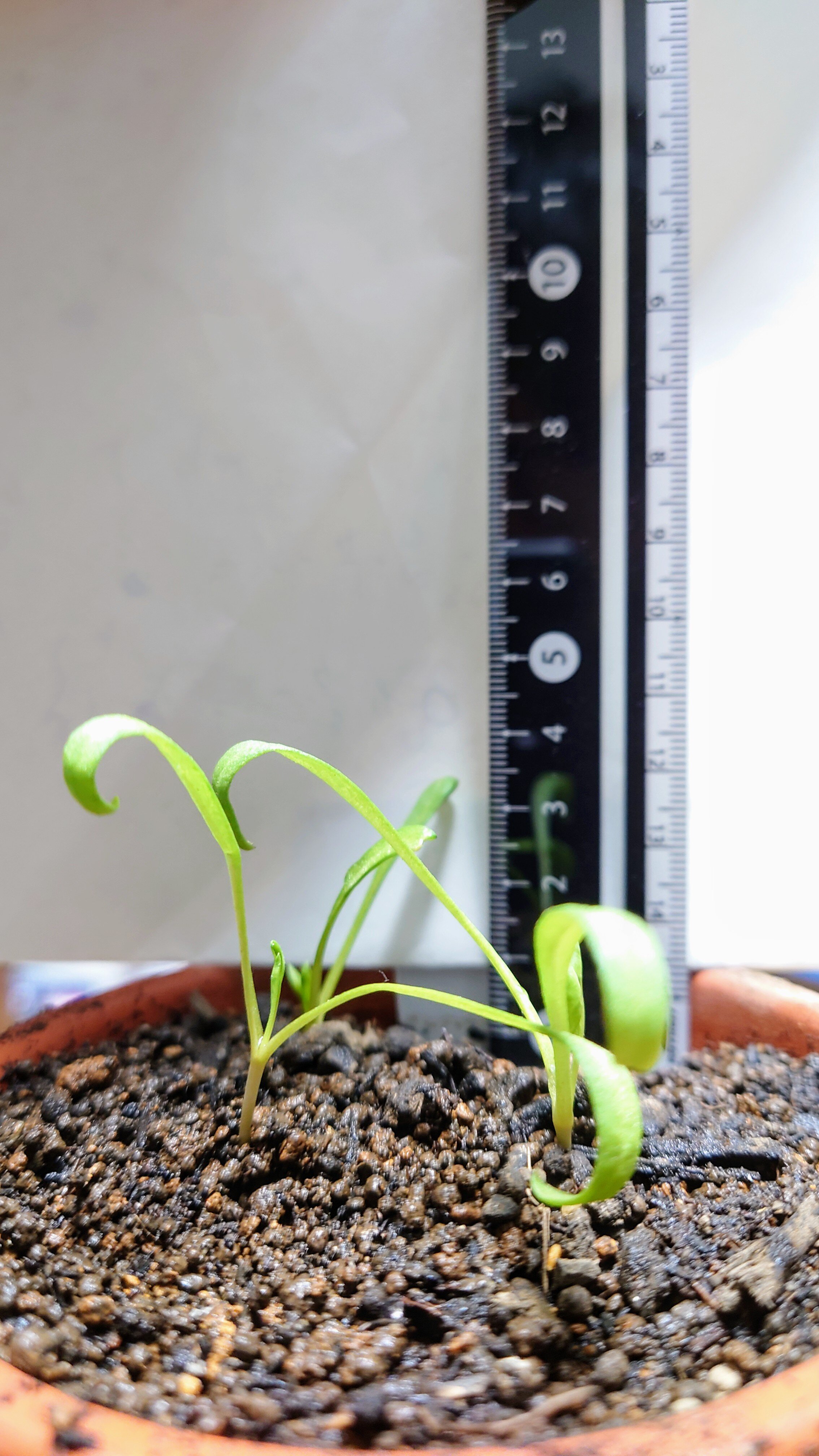 https://www.ige.tohoku.ac.jp/prg/watanabe/as-vegetable2024/2024/10/DSC_1026.JPG
