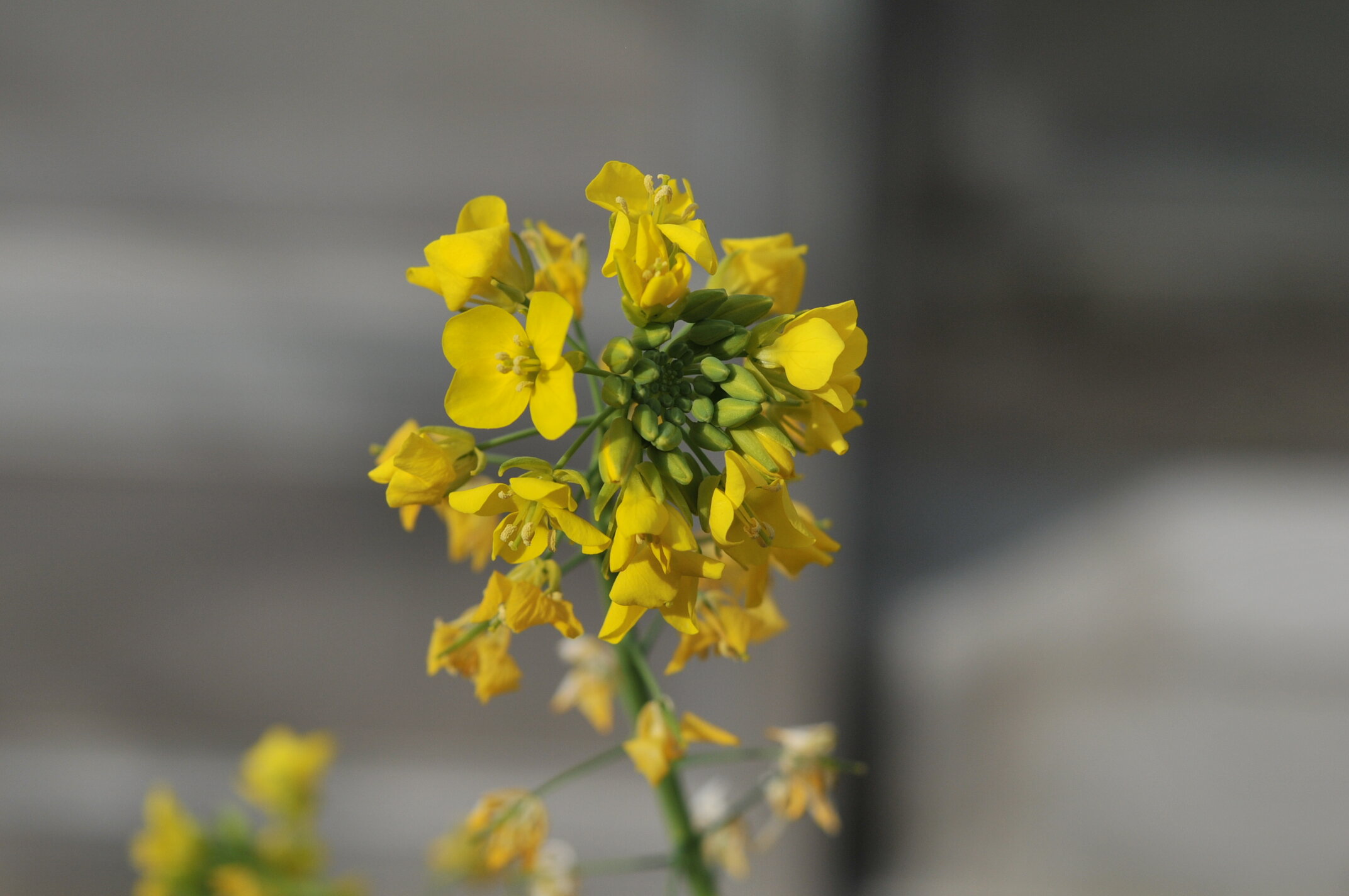 https://www.ige.tohoku.ac.jp/prg/watanabe/as-vegetable2024/2024/10/DSC_1630.JPG