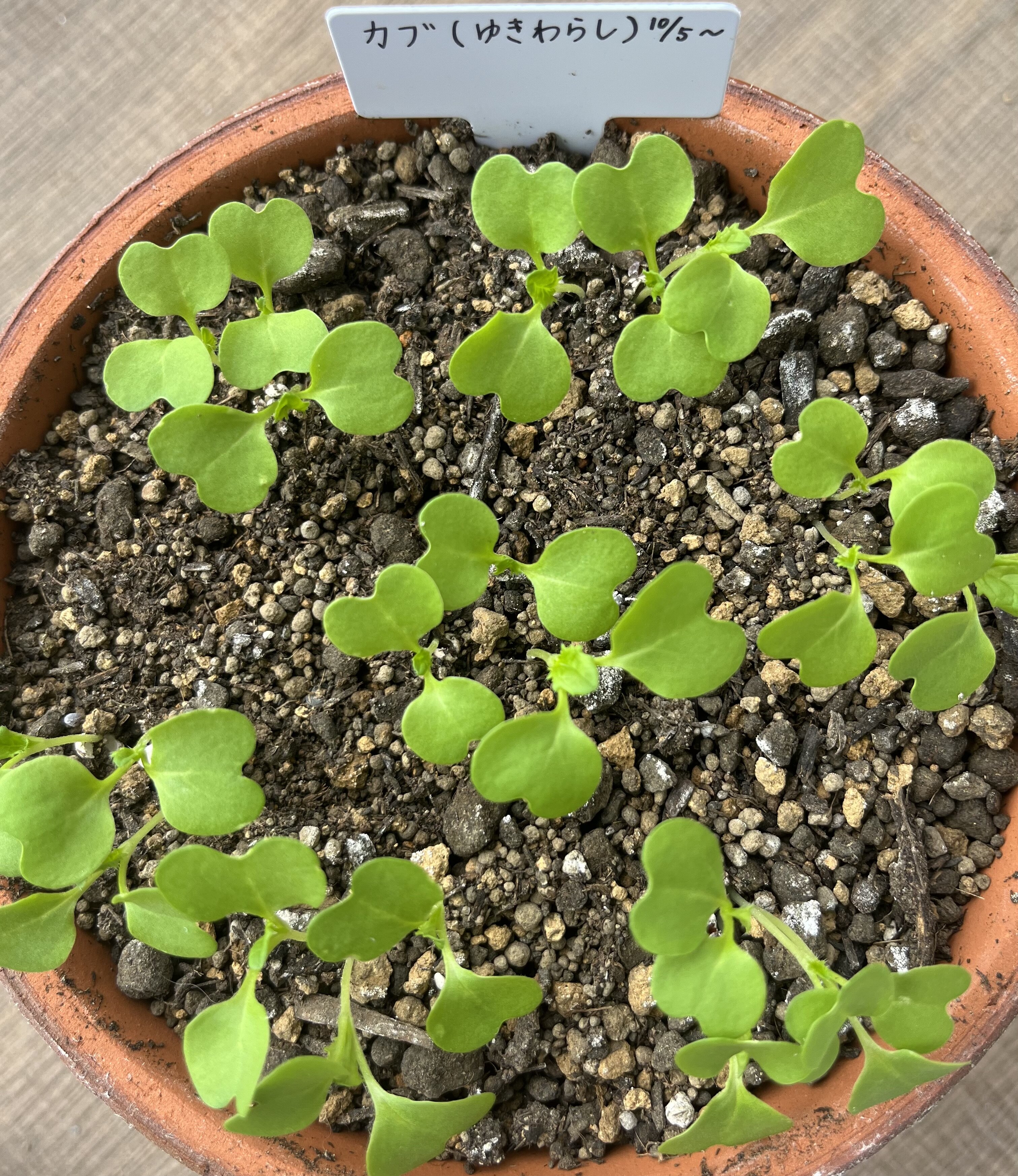 https://www.ige.tohoku.ac.jp/prg/watanabe/as-vegetable2024/2024/10/IMG_4210.jpg
