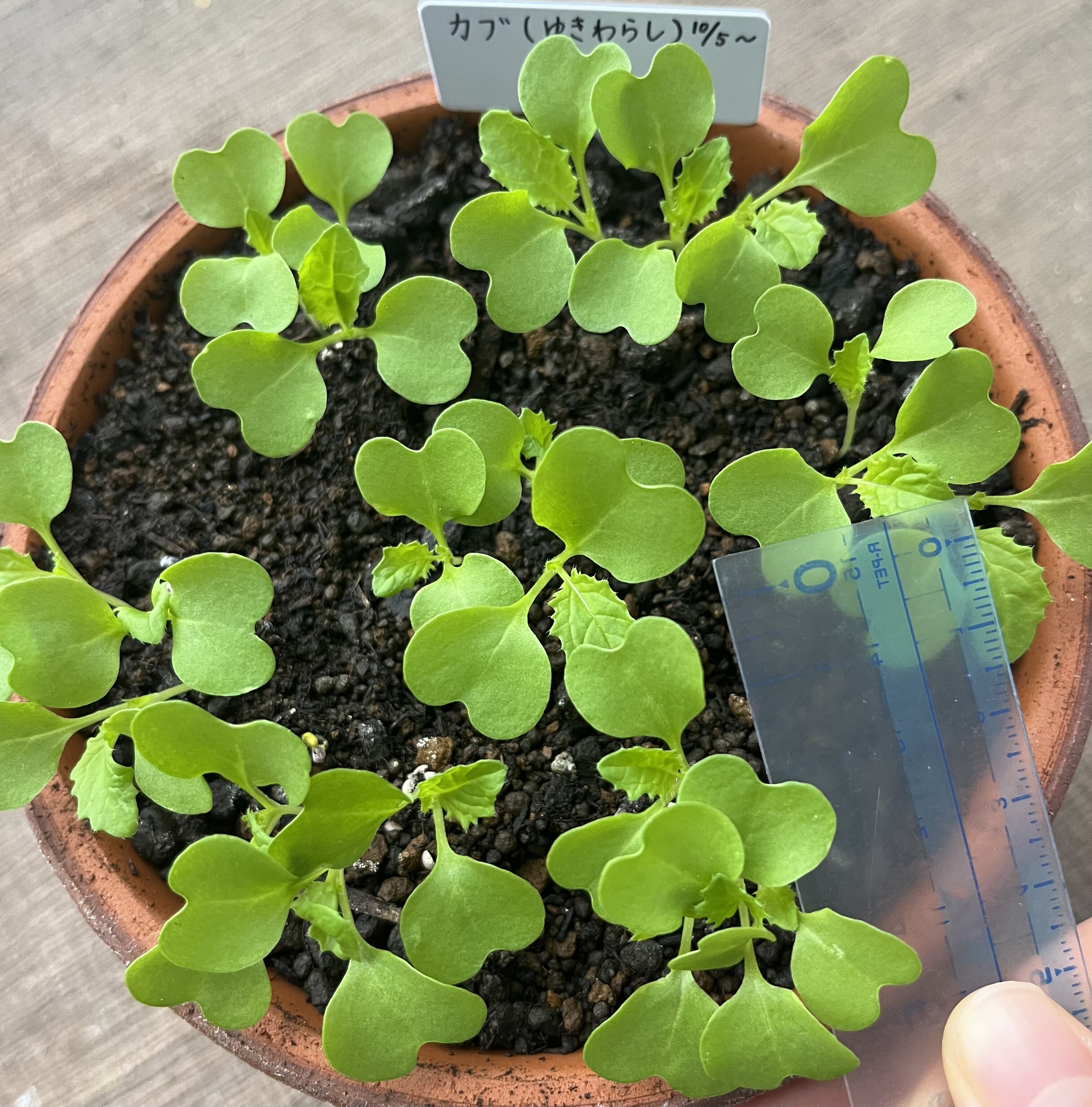 https://www.ige.tohoku.ac.jp/prg/watanabe/as-vegetable2024/2024/10/IMG_4260.jpg
