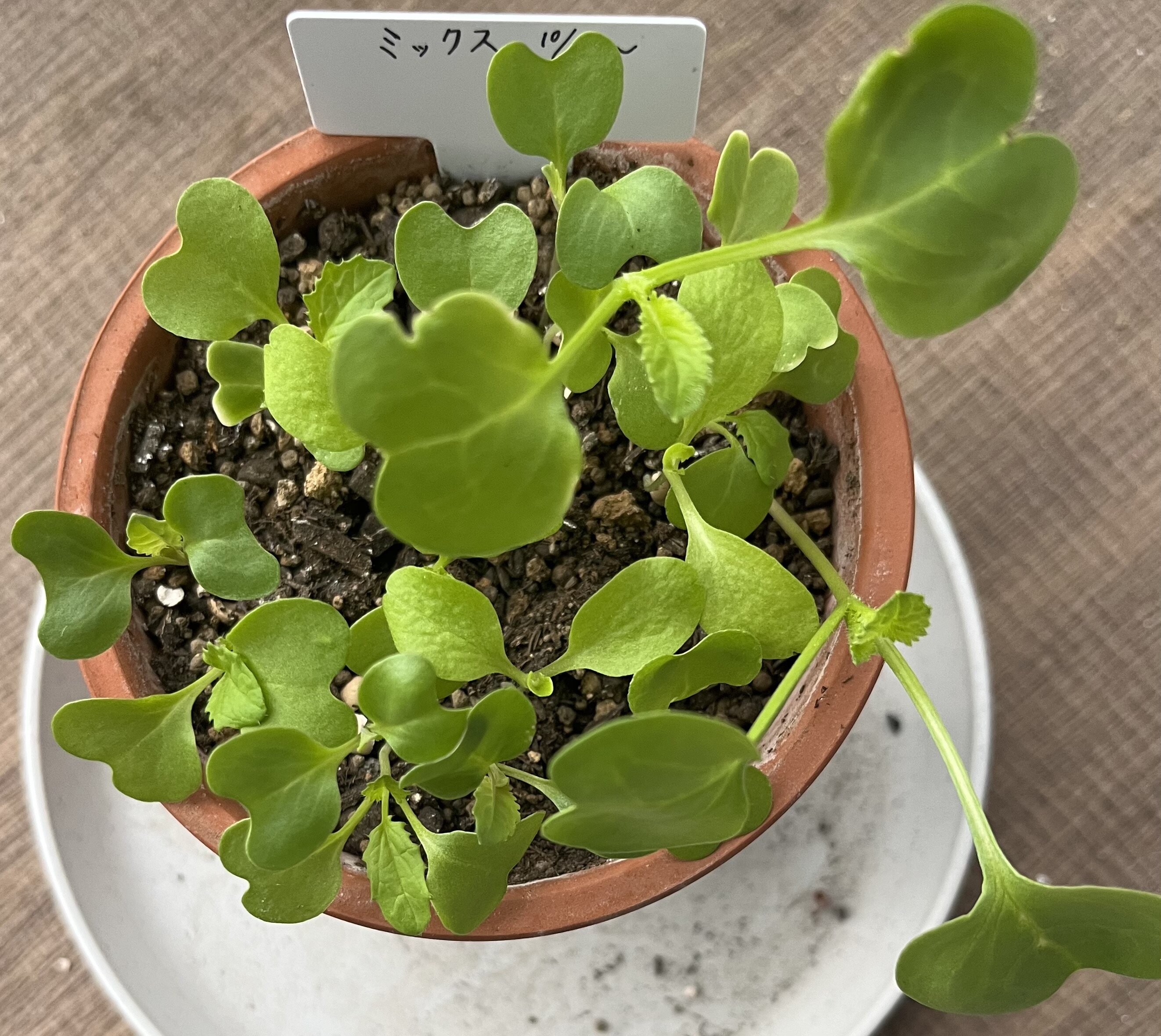 https://www.ige.tohoku.ac.jp/prg/watanabe/as-vegetable2024/2024/10/IMG_4262.jpg