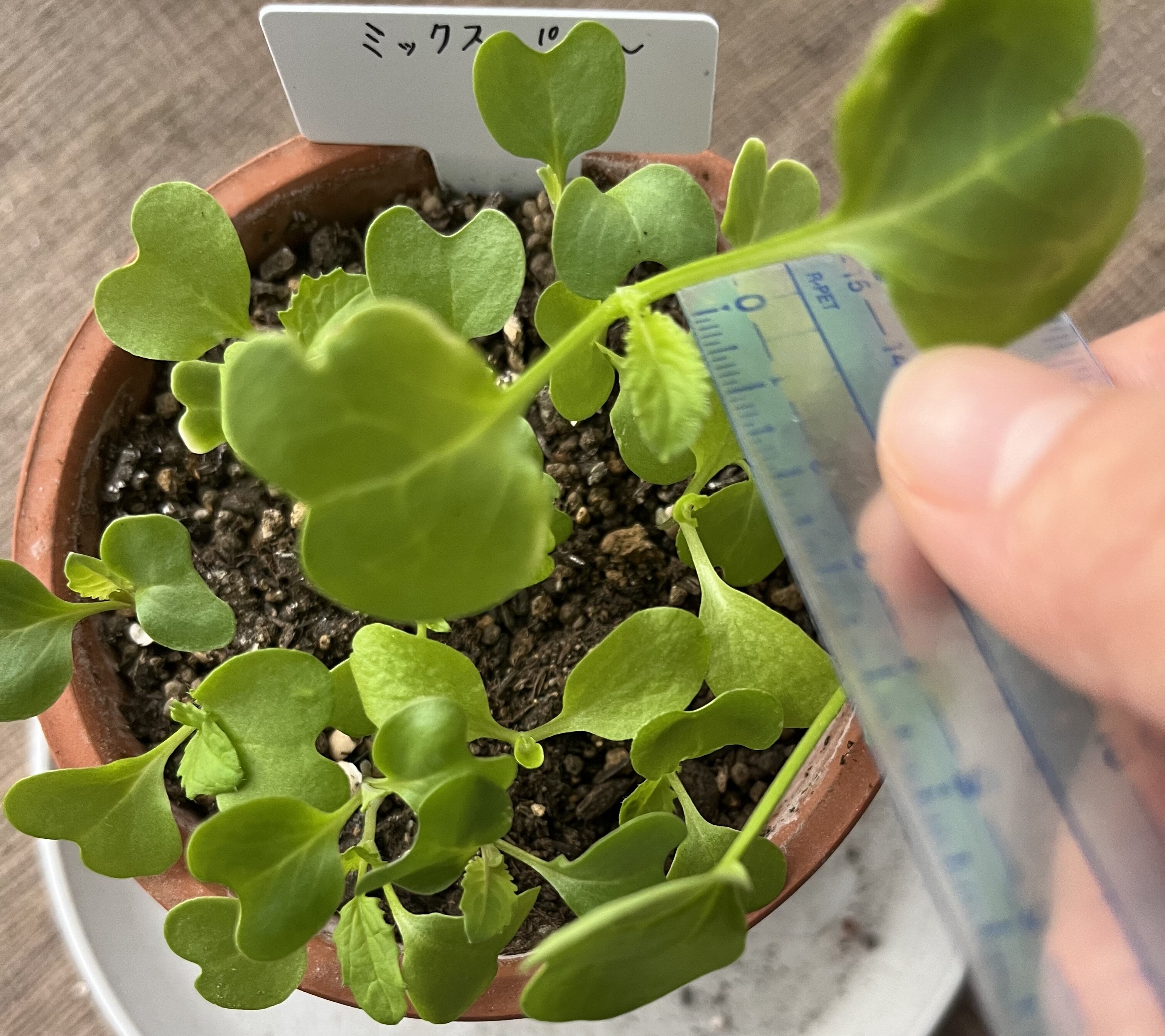 https://www.ige.tohoku.ac.jp/prg/watanabe/as-vegetable2024/2024/10/IMG_4263.jpg