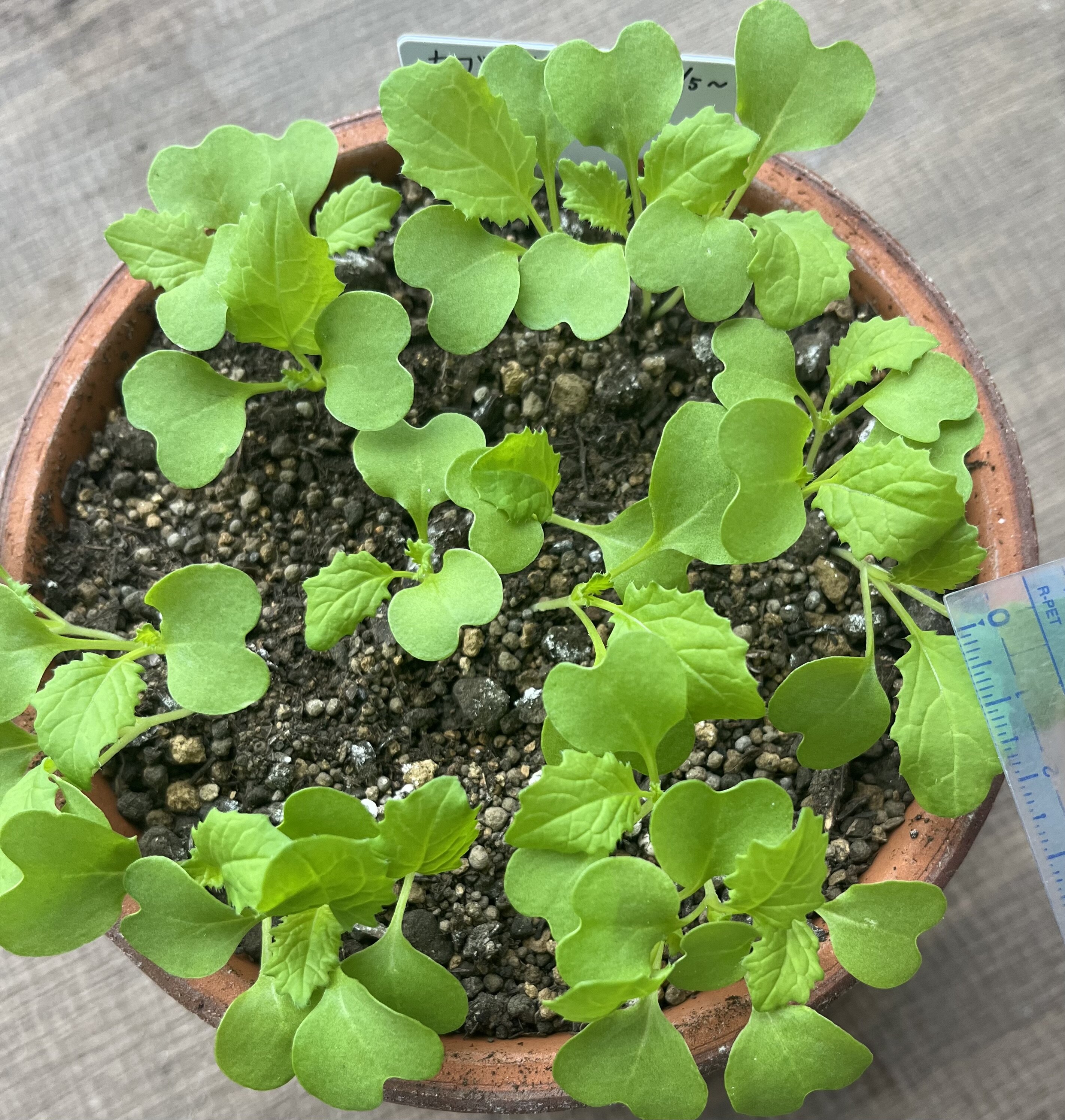 https://www.ige.tohoku.ac.jp/prg/watanabe/as-vegetable2024/2024/10/IMG_4275.jpg