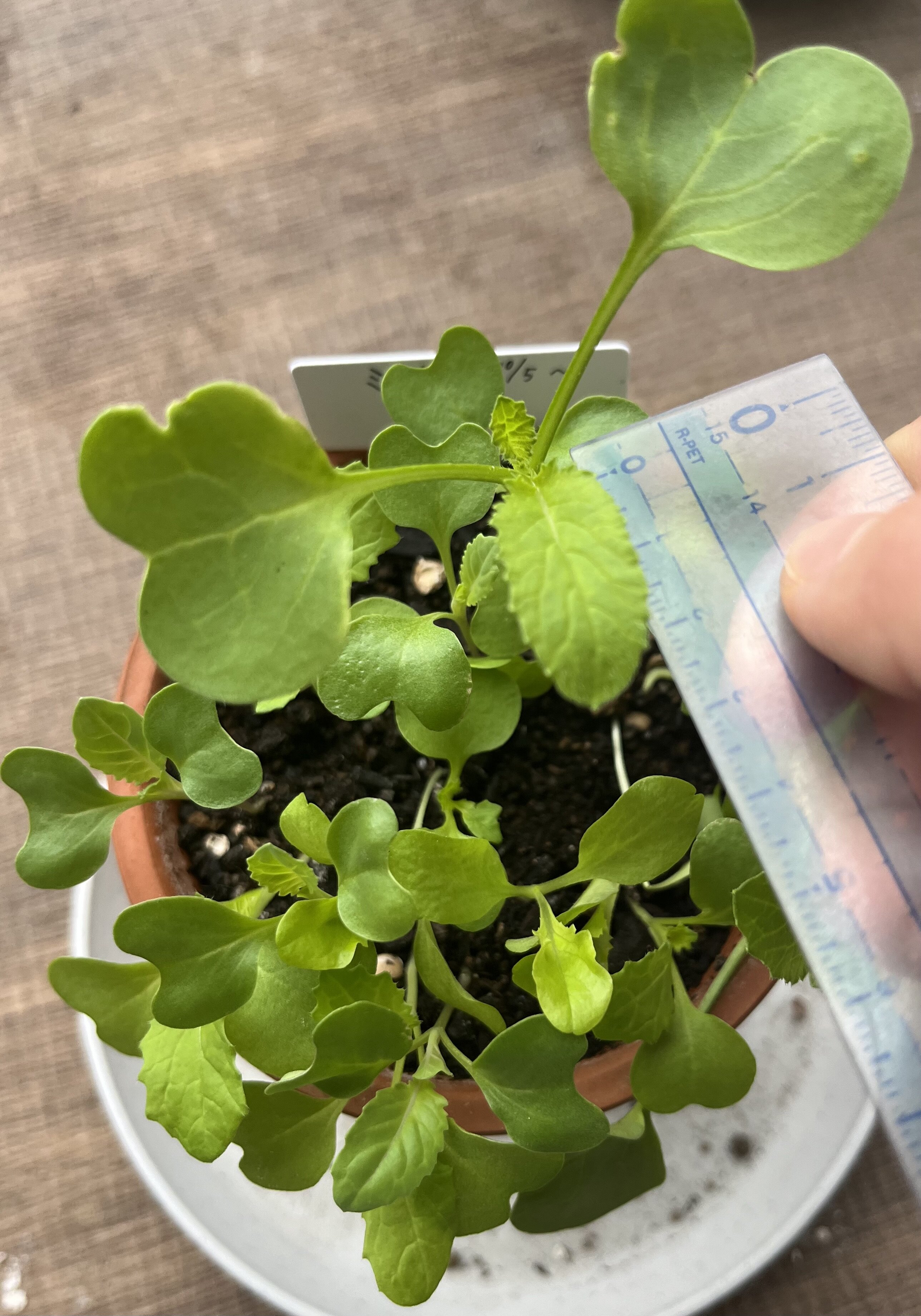 https://www.ige.tohoku.ac.jp/prg/watanabe/as-vegetable2024/2024/10/IMG_4280.jpg