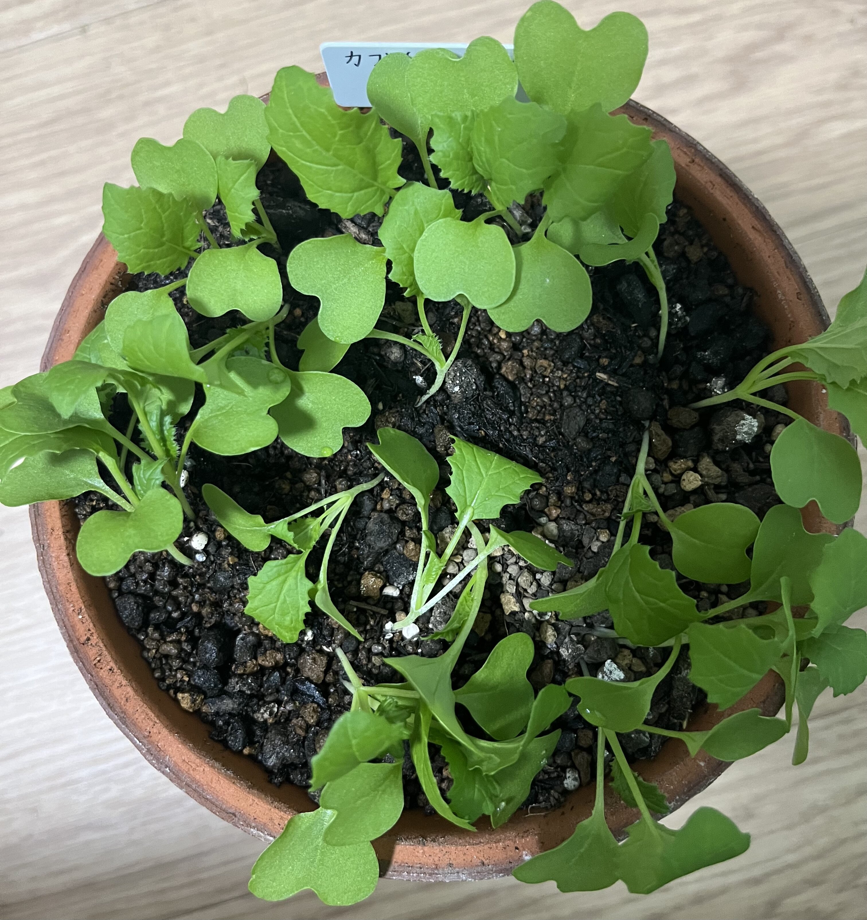https://www.ige.tohoku.ac.jp/prg/watanabe/as-vegetable2024/2024/10/IMG_4295.jpg