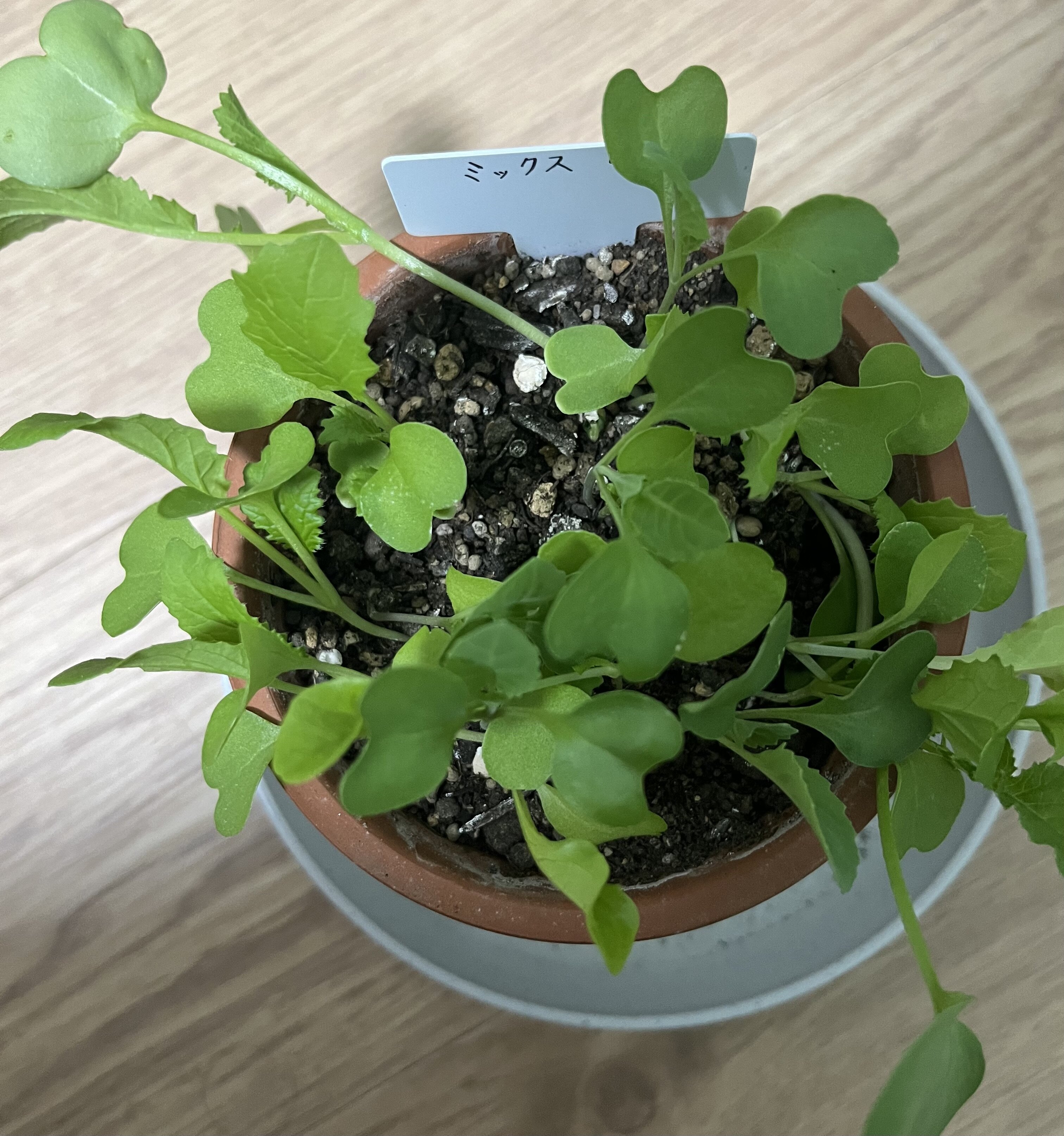 https://www.ige.tohoku.ac.jp/prg/watanabe/as-vegetable2024/2024/10/IMG_4297.jpg
