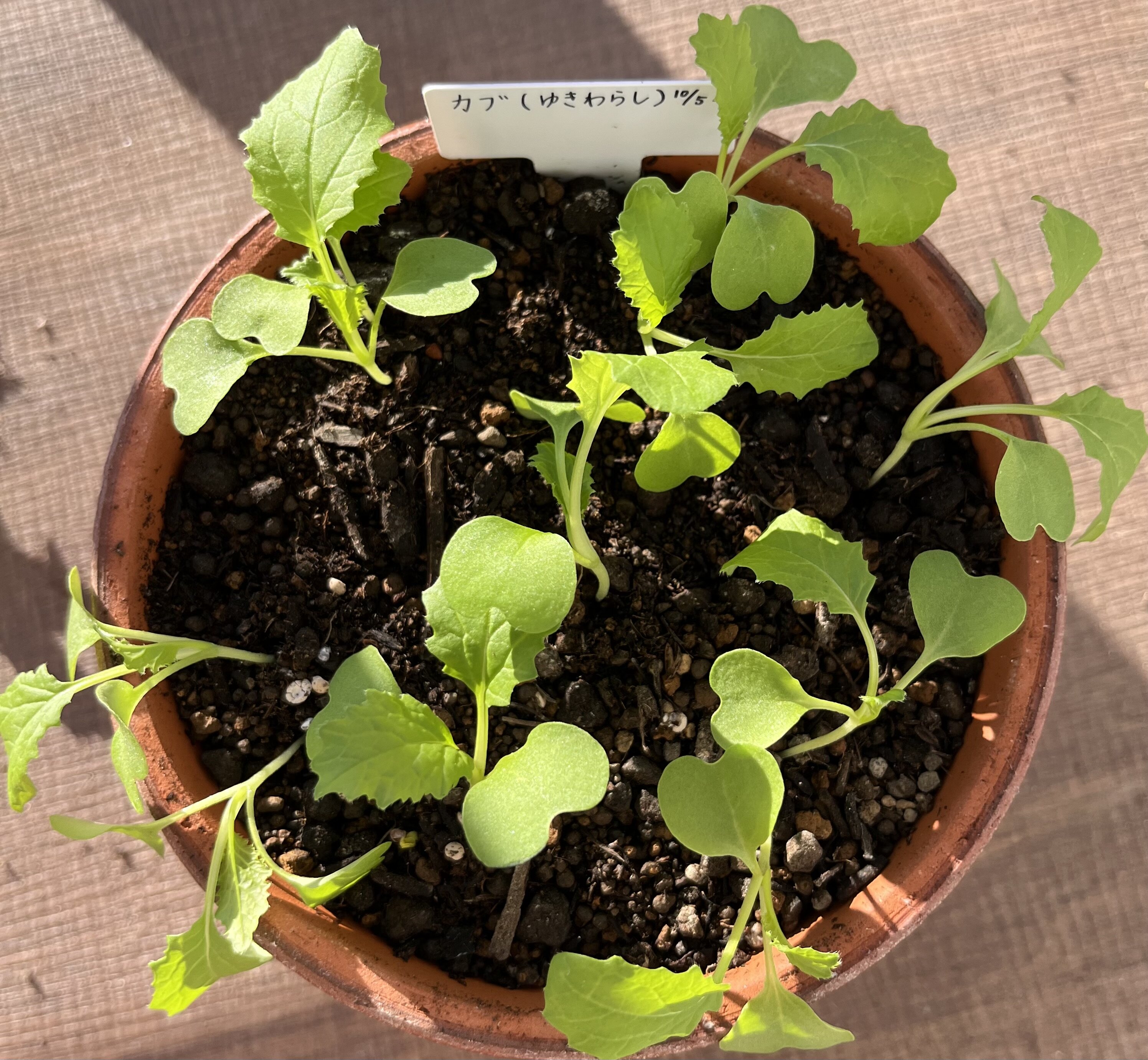 https://www.ige.tohoku.ac.jp/prg/watanabe/as-vegetable2024/2024/10/IMG_4313.jpg