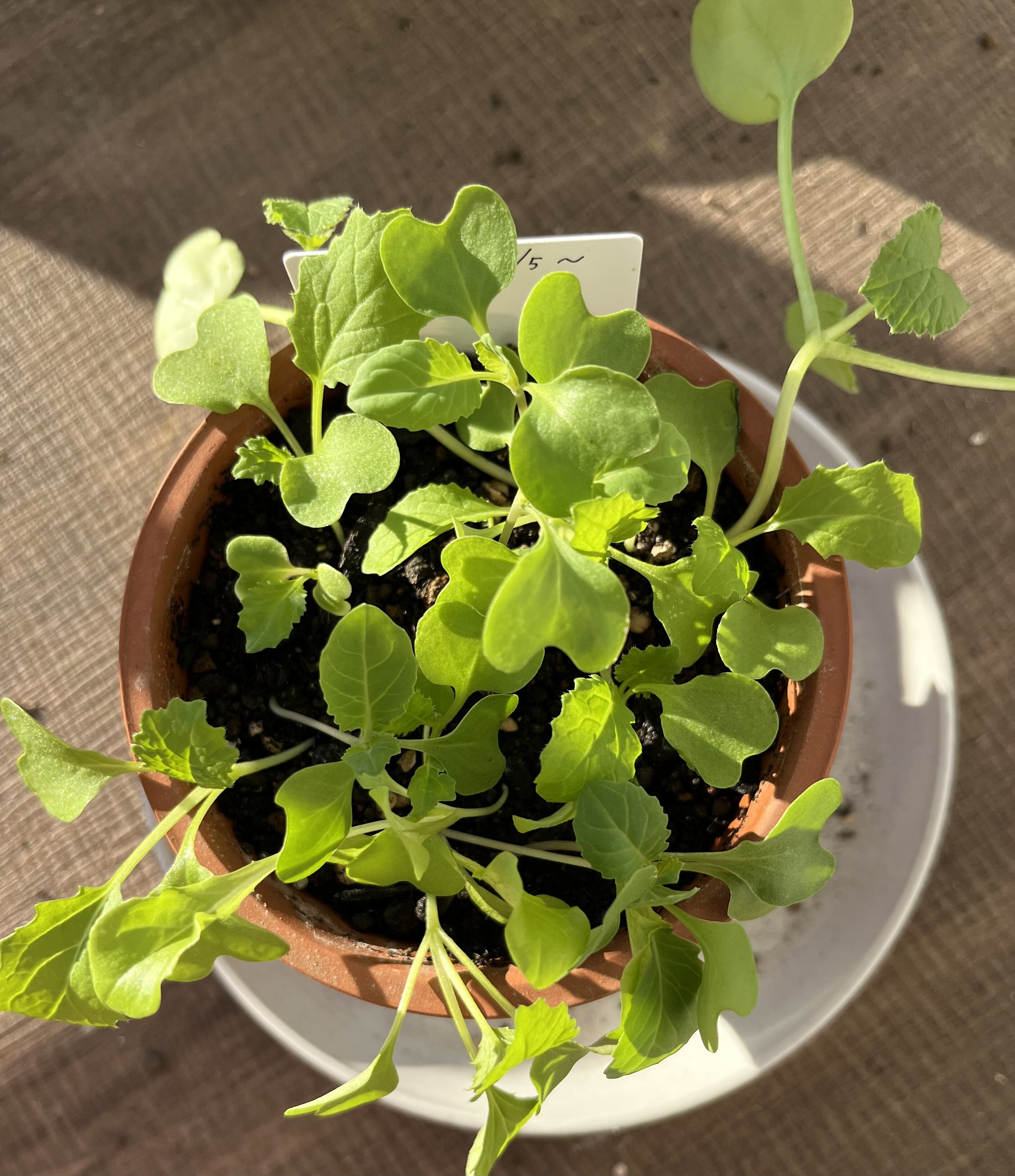 https://www.ige.tohoku.ac.jp/prg/watanabe/as-vegetable2024/2024/10/IMG_4318.jpg