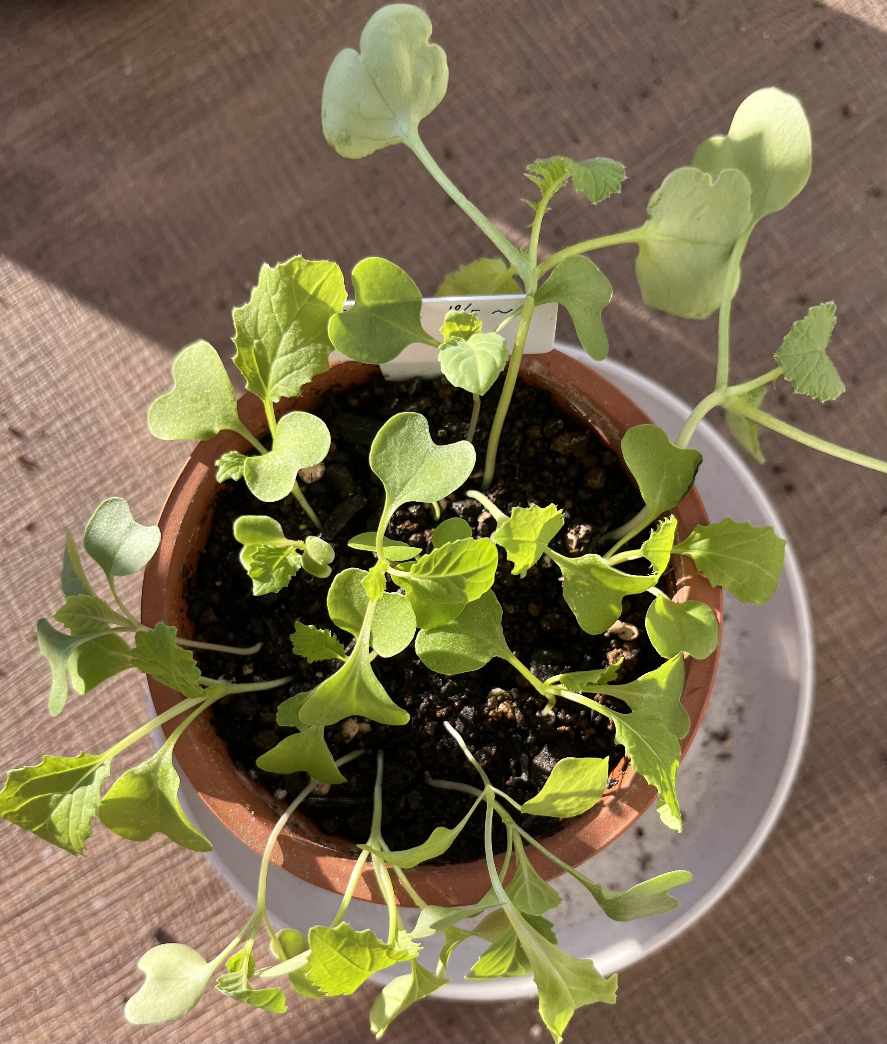 https://www.ige.tohoku.ac.jp/prg/watanabe/as-vegetable2024/2024/10/IMG_4320.jpg