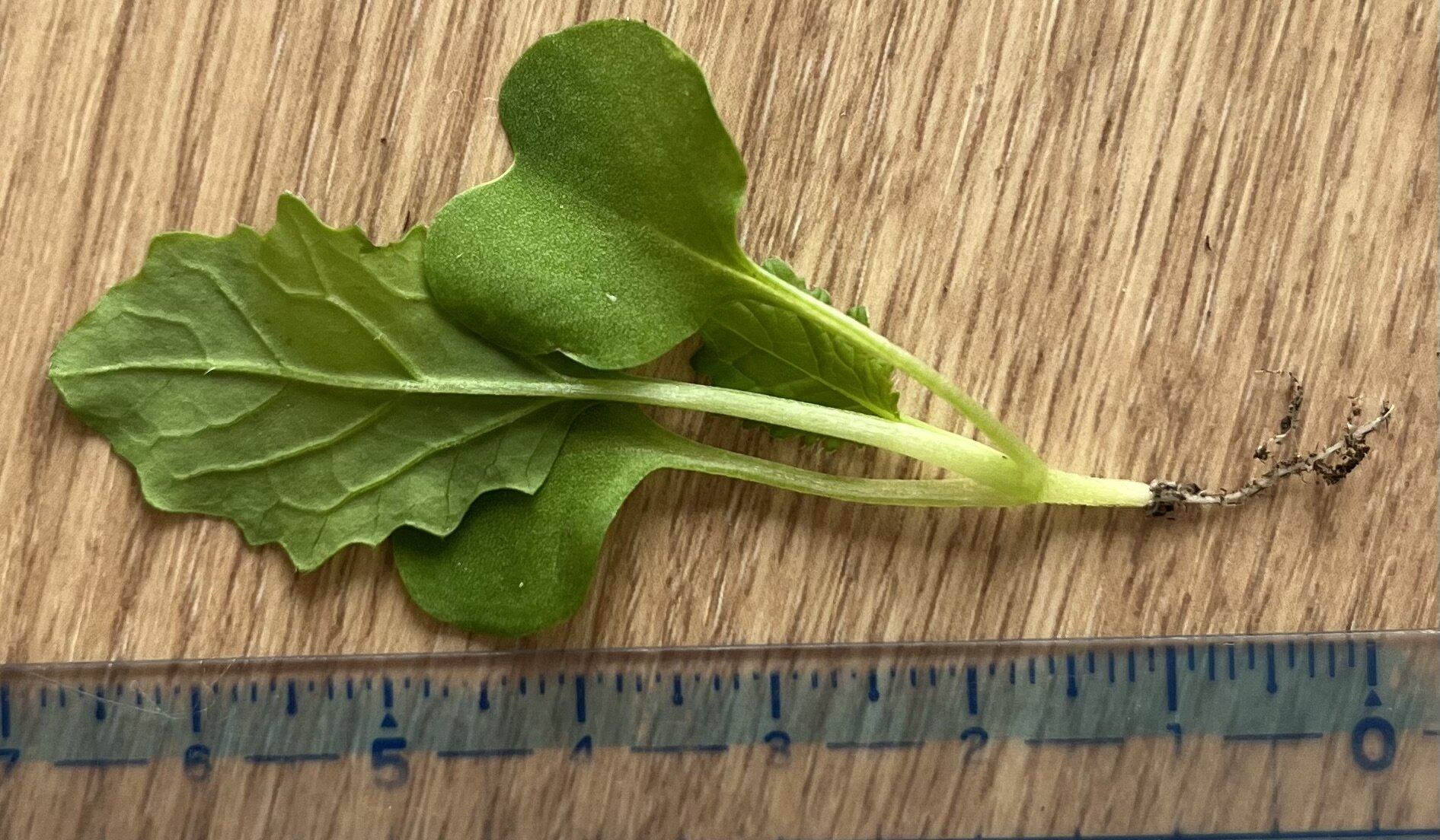 https://www.ige.tohoku.ac.jp/prg/watanabe/as-vegetable2024/2024/10/IMG_4325.jpg