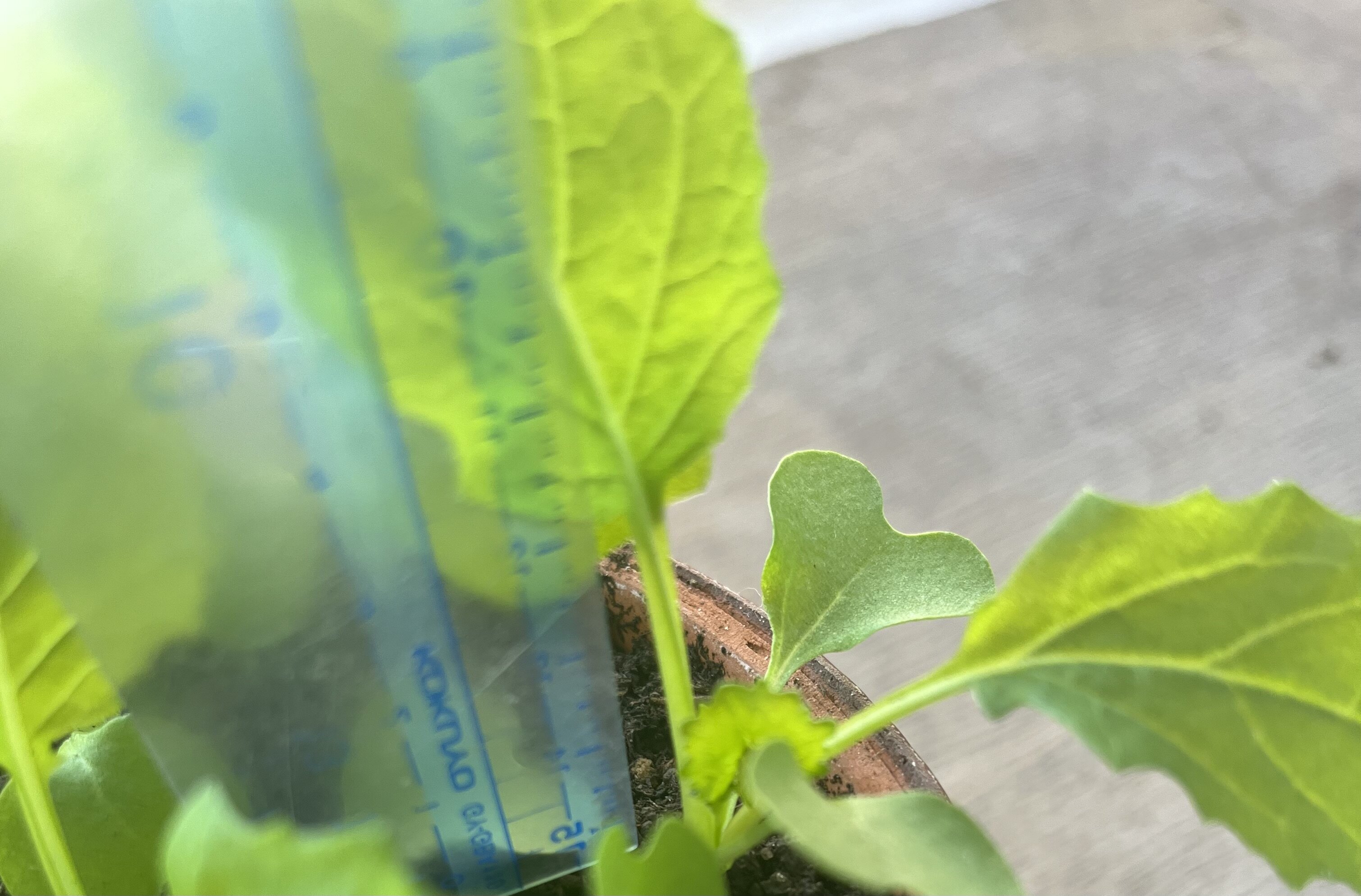 https://www.ige.tohoku.ac.jp/prg/watanabe/as-vegetable2024/2024/10/IMG_4439.jpg