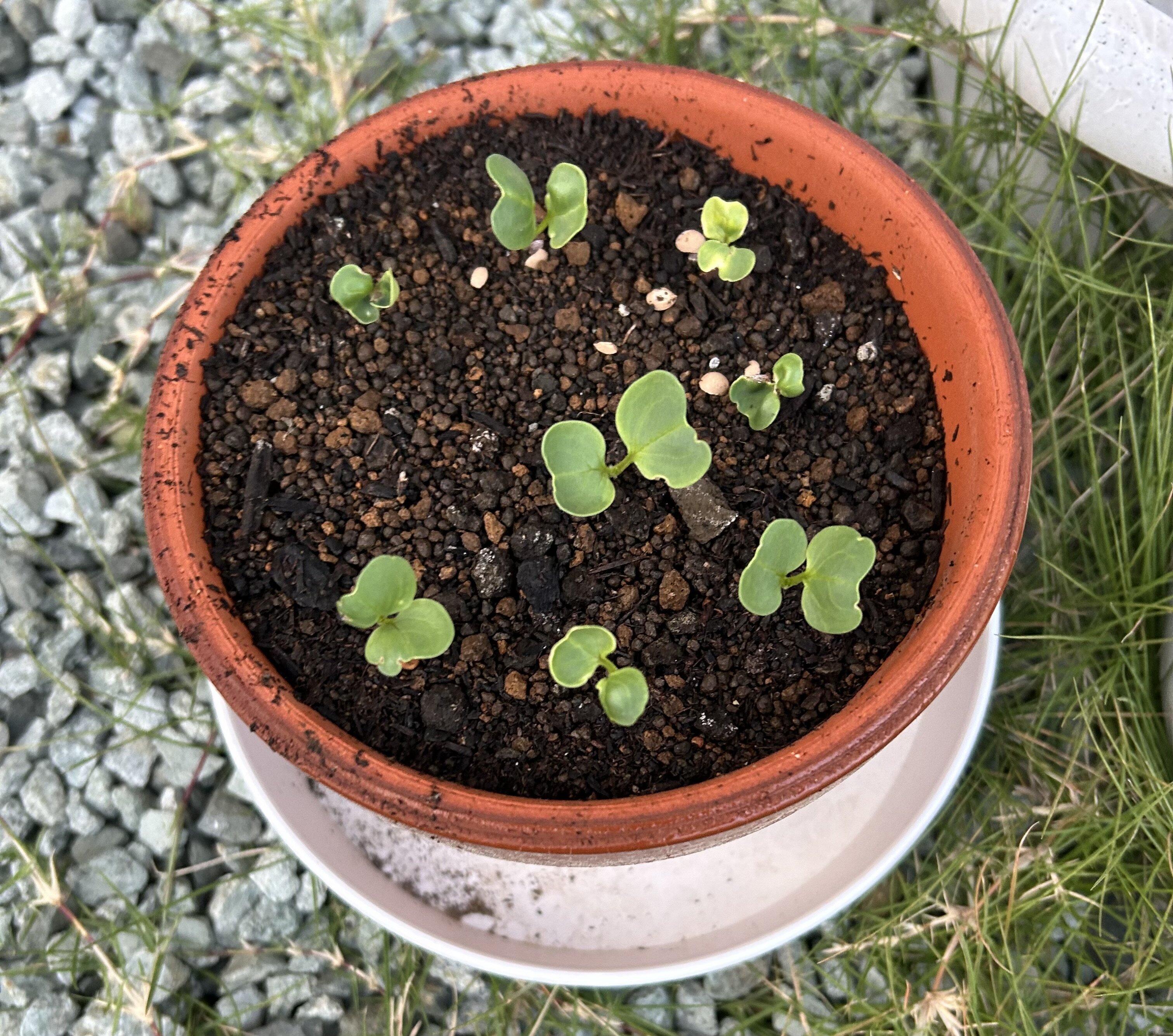 https://www.ige.tohoku.ac.jp/prg/watanabe/as-vegetable2024/2024/10/IMG_5608%202.jpeg