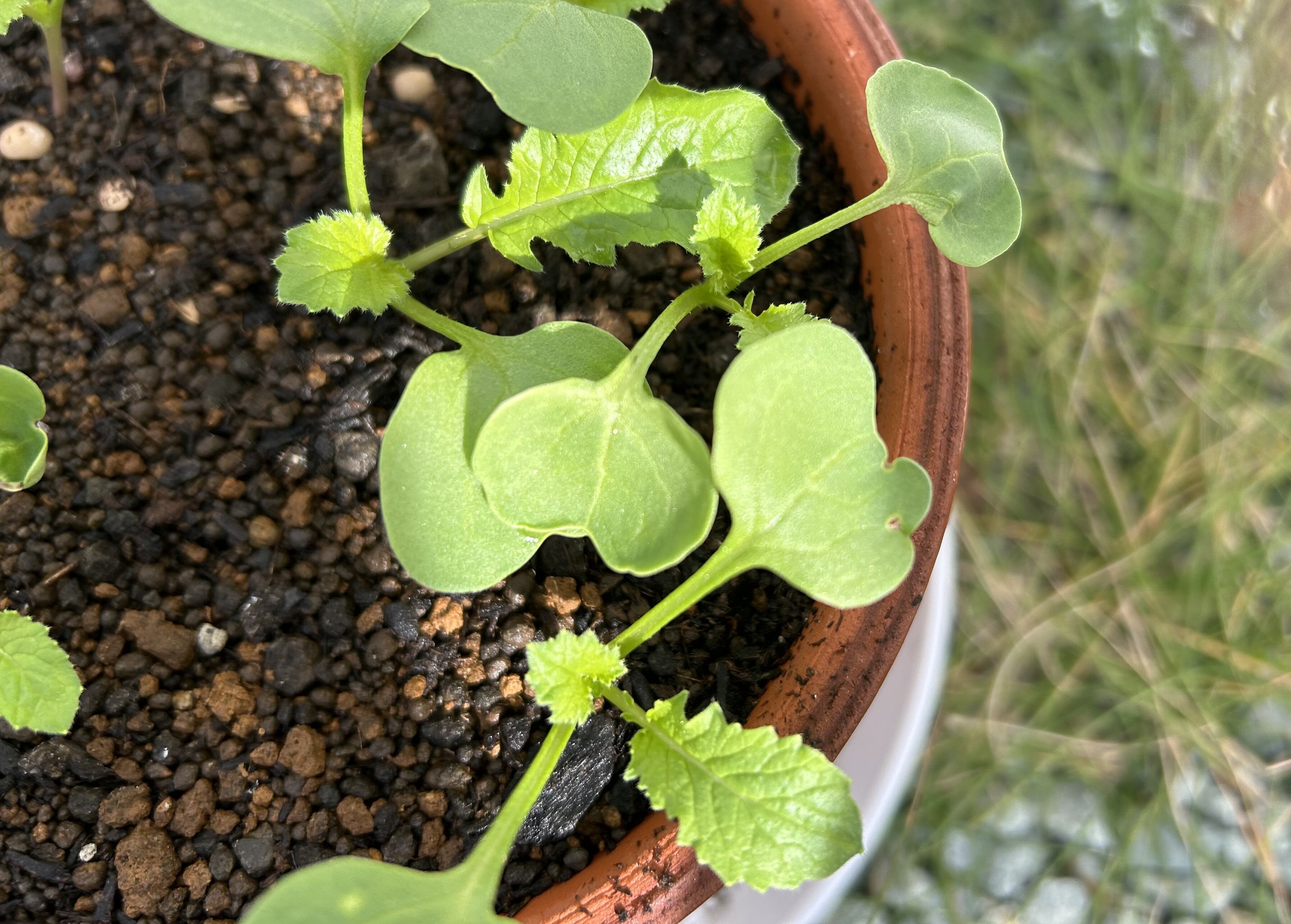 https://www.ige.tohoku.ac.jp/prg/watanabe/as-vegetable2024/2024/10/IMG_5667%202.jpeg