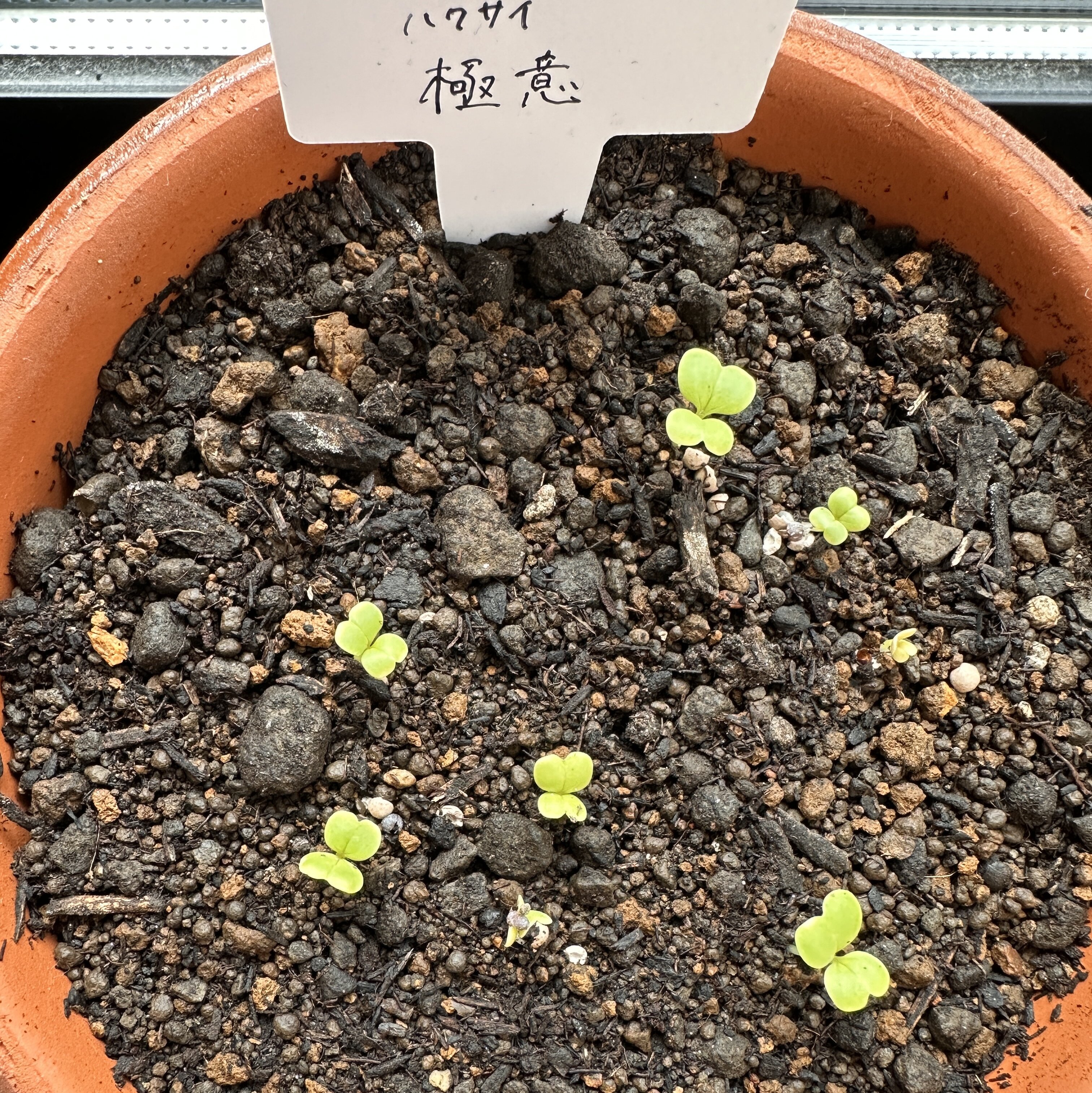 https://www.ige.tohoku.ac.jp/prg/watanabe/as-vegetable2024/2024/10/IMG_8727.jpg