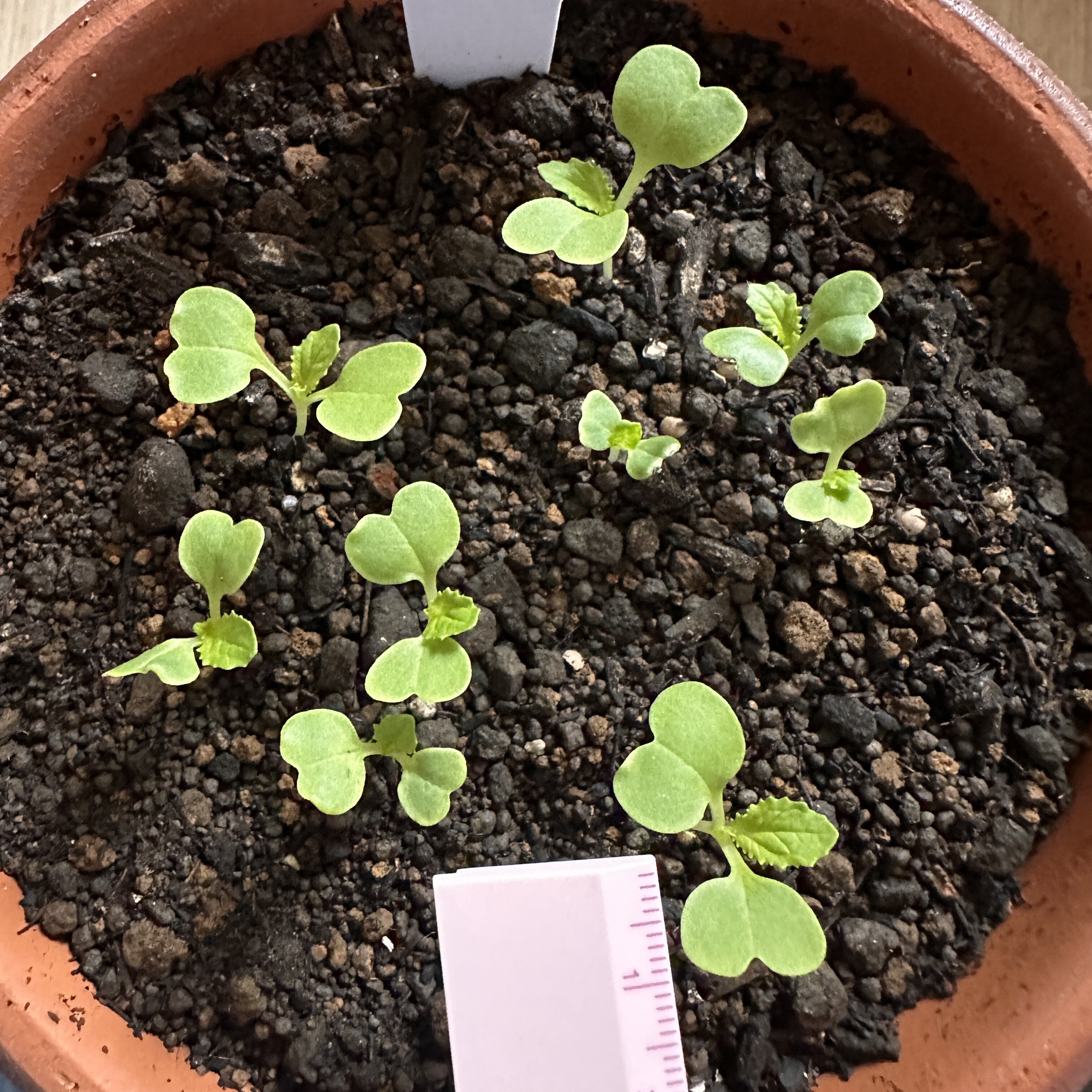 https://www.ige.tohoku.ac.jp/prg/watanabe/as-vegetable2024/2024/10/IMG_8765.jpg