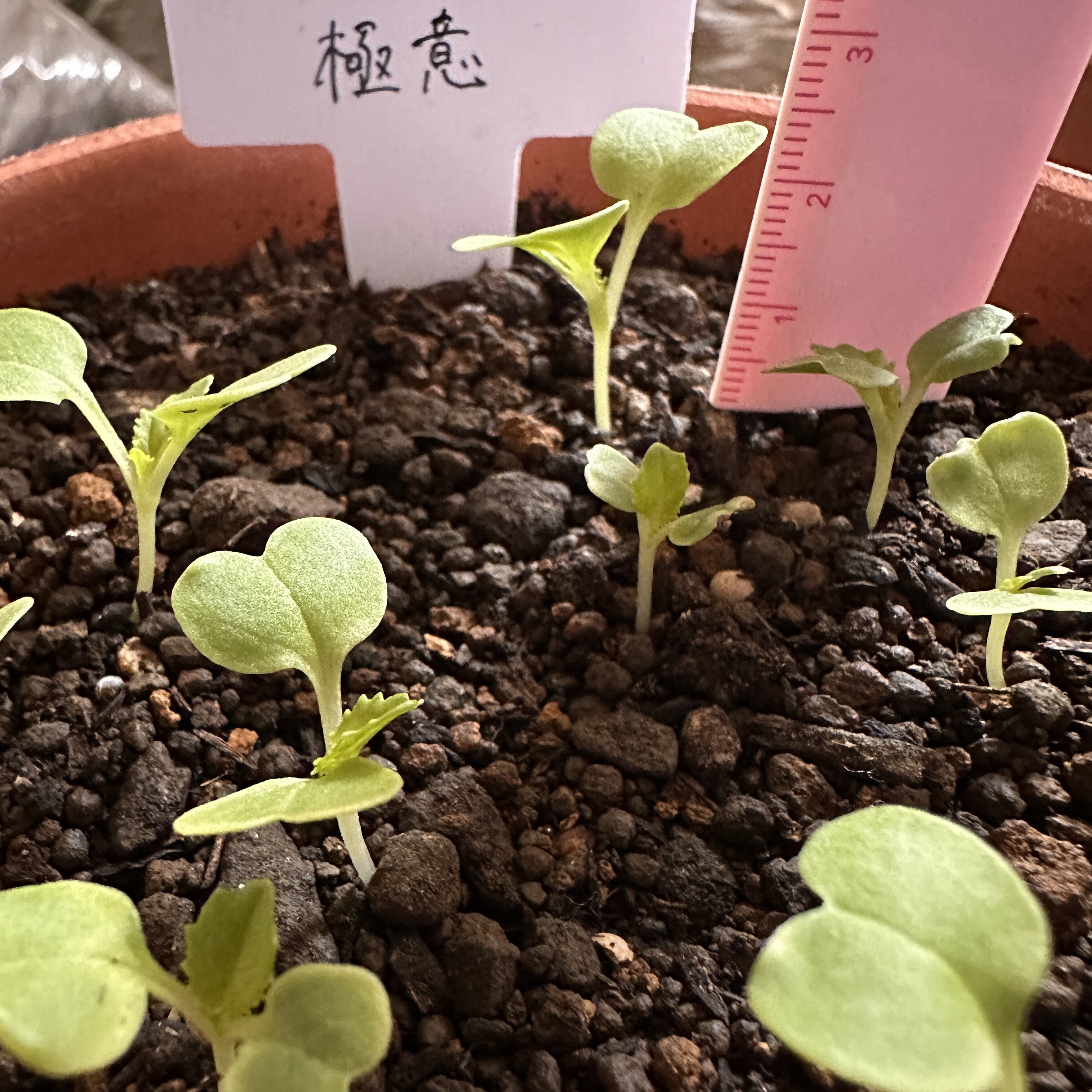 https://www.ige.tohoku.ac.jp/prg/watanabe/as-vegetable2024/2024/10/IMG_8766.jpg