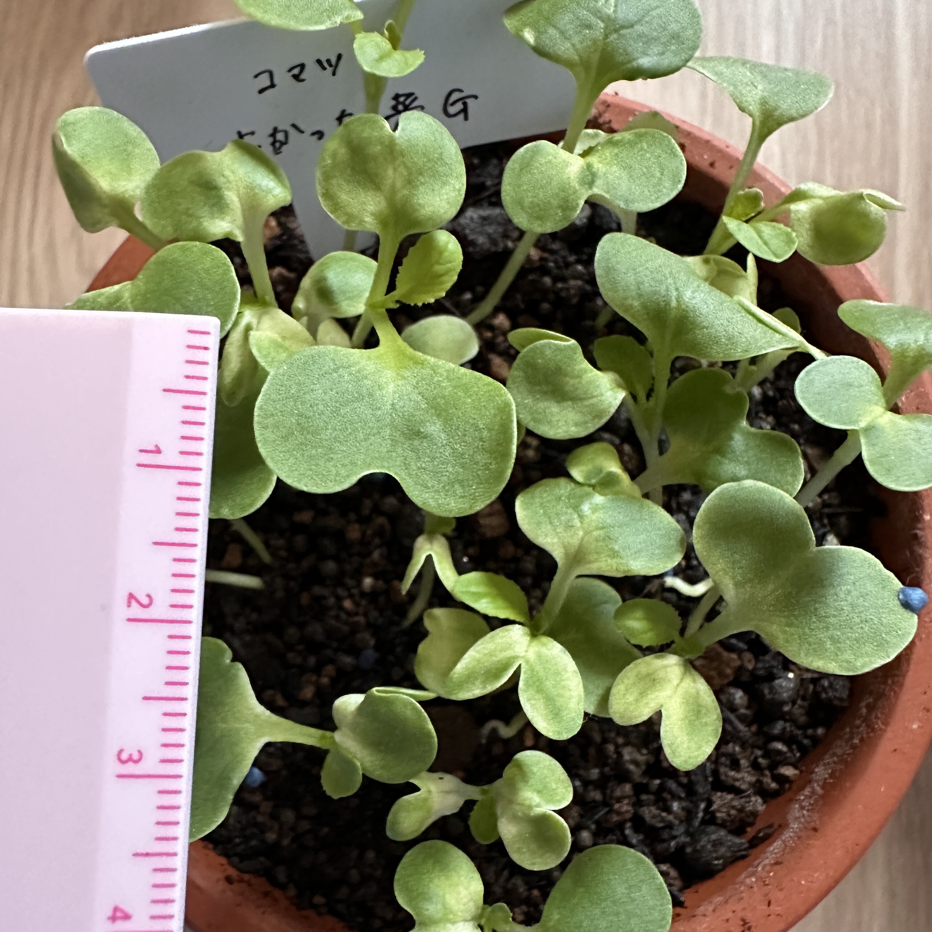 https://www.ige.tohoku.ac.jp/prg/watanabe/as-vegetable2024/2024/10/IMG_8768.jpg