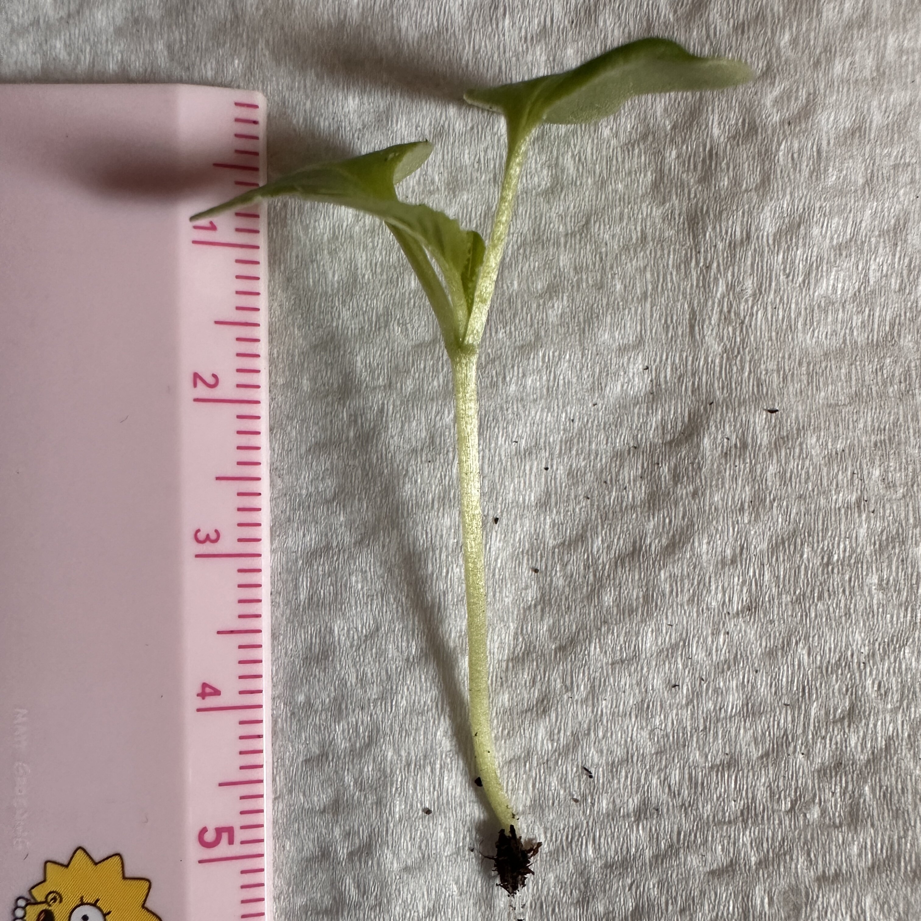 https://www.ige.tohoku.ac.jp/prg/watanabe/as-vegetable2024/2024/10/IMG_8770.jpg