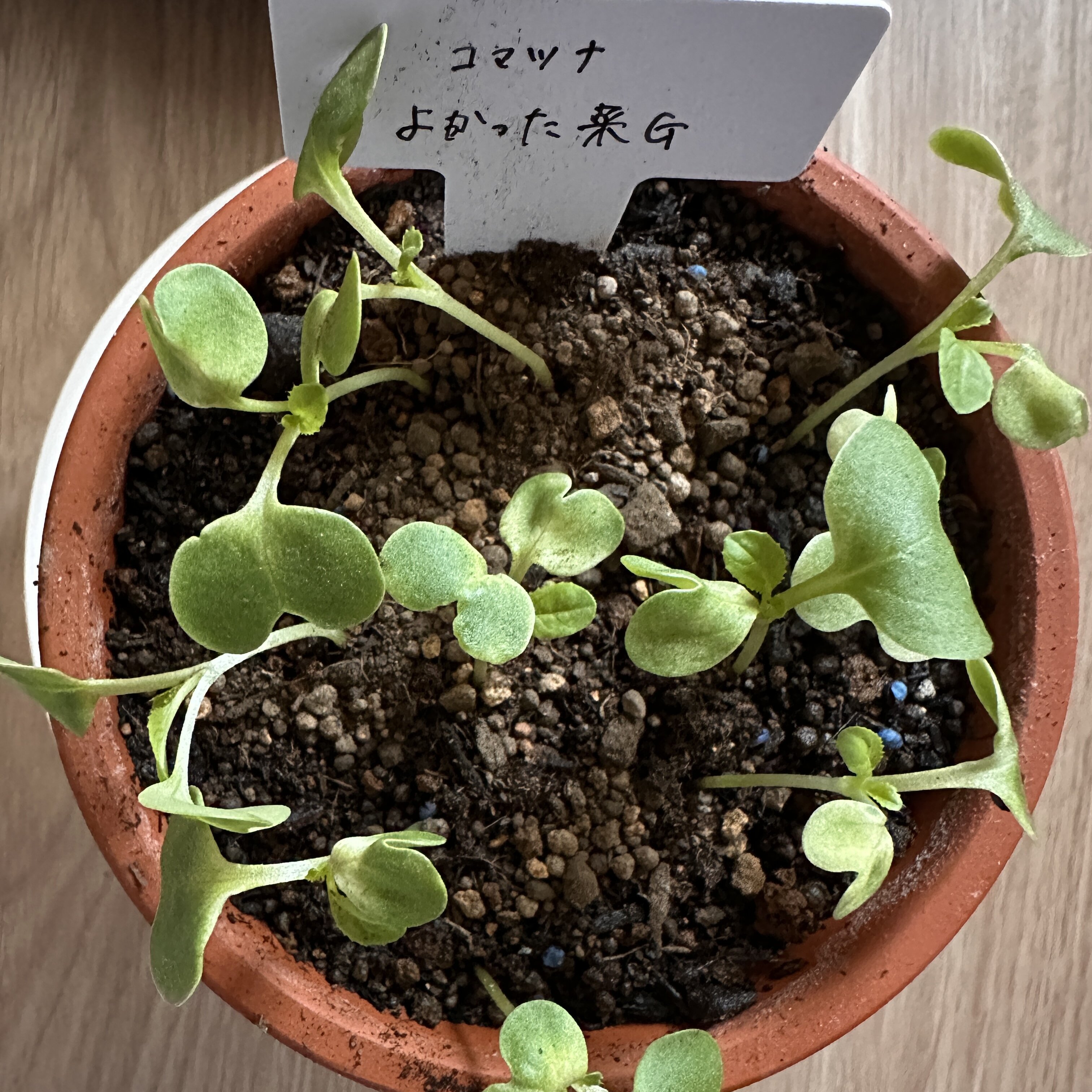 https://www.ige.tohoku.ac.jp/prg/watanabe/as-vegetable2024/2024/10/IMG_8772.jpg