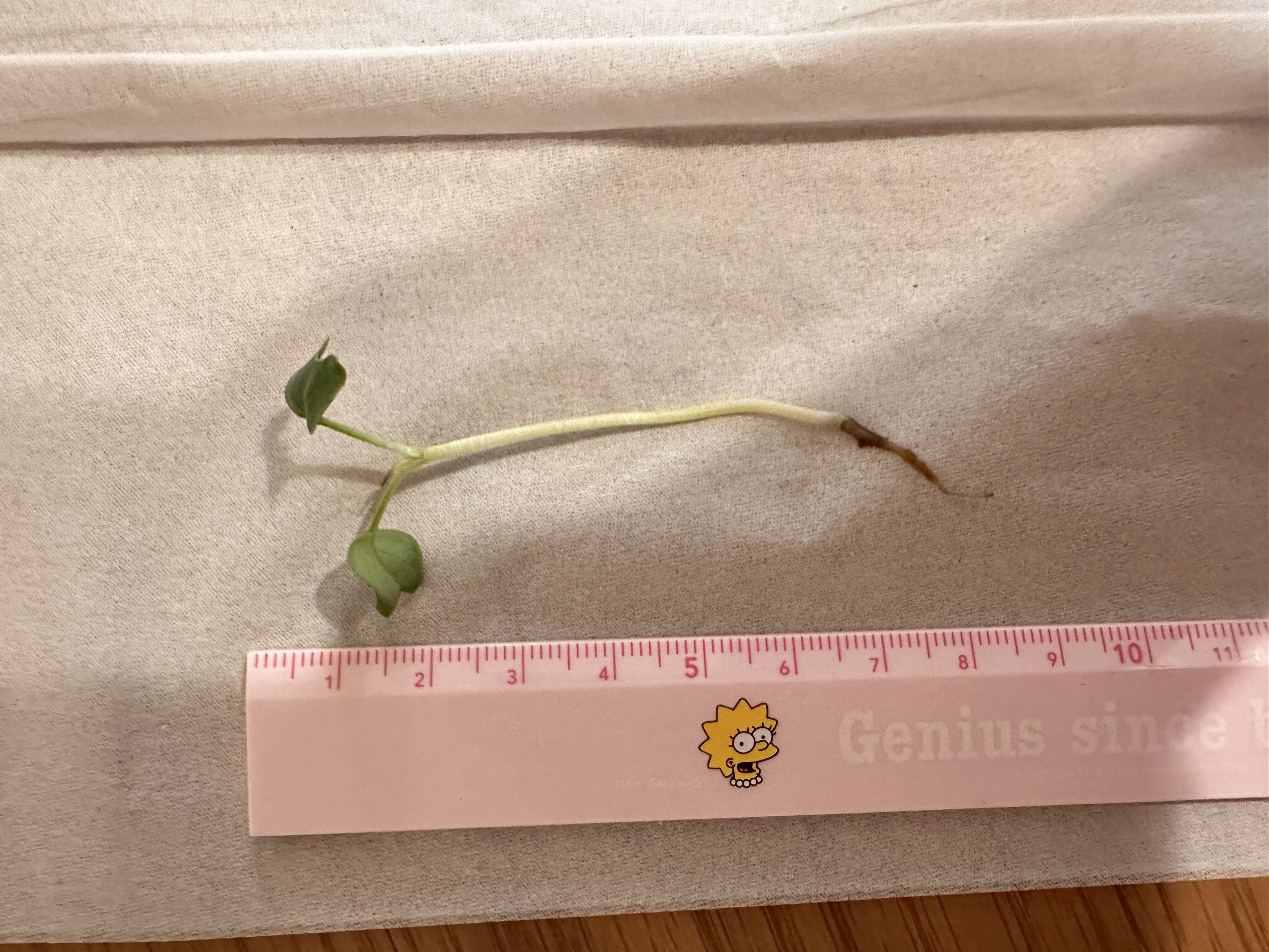 https://www.ige.tohoku.ac.jp/prg/watanabe/as-vegetable2024/2024/10/IMG_8830.JPG