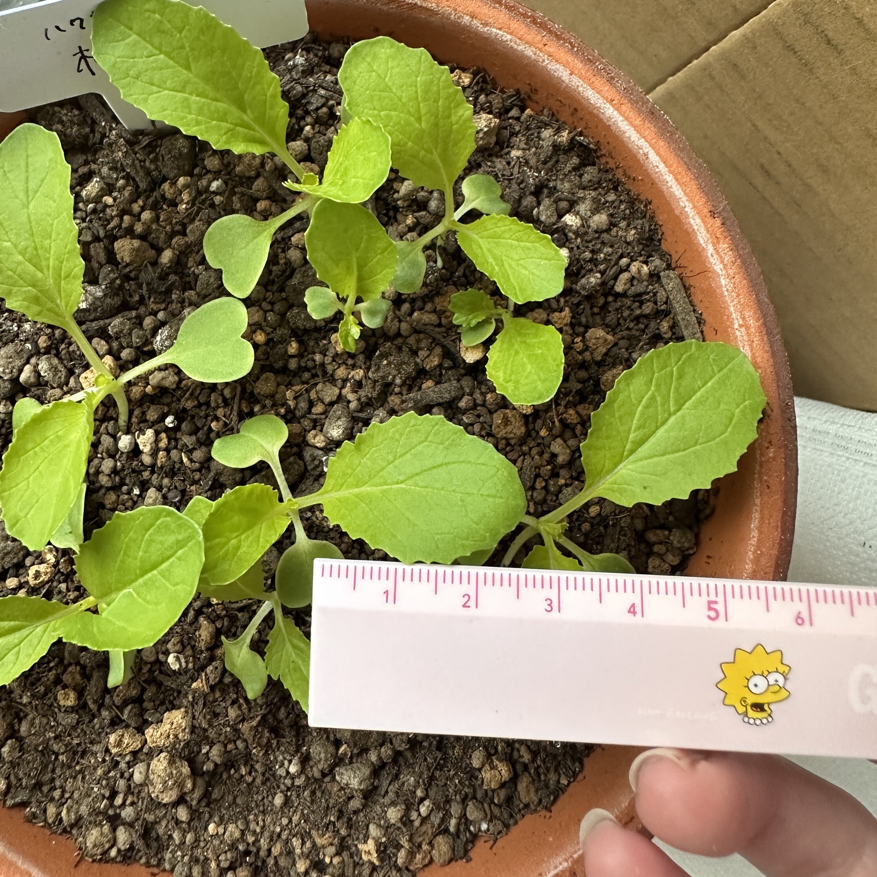 https://www.ige.tohoku.ac.jp/prg/watanabe/as-vegetable2024/2024/10/IMG_8836.jpg
