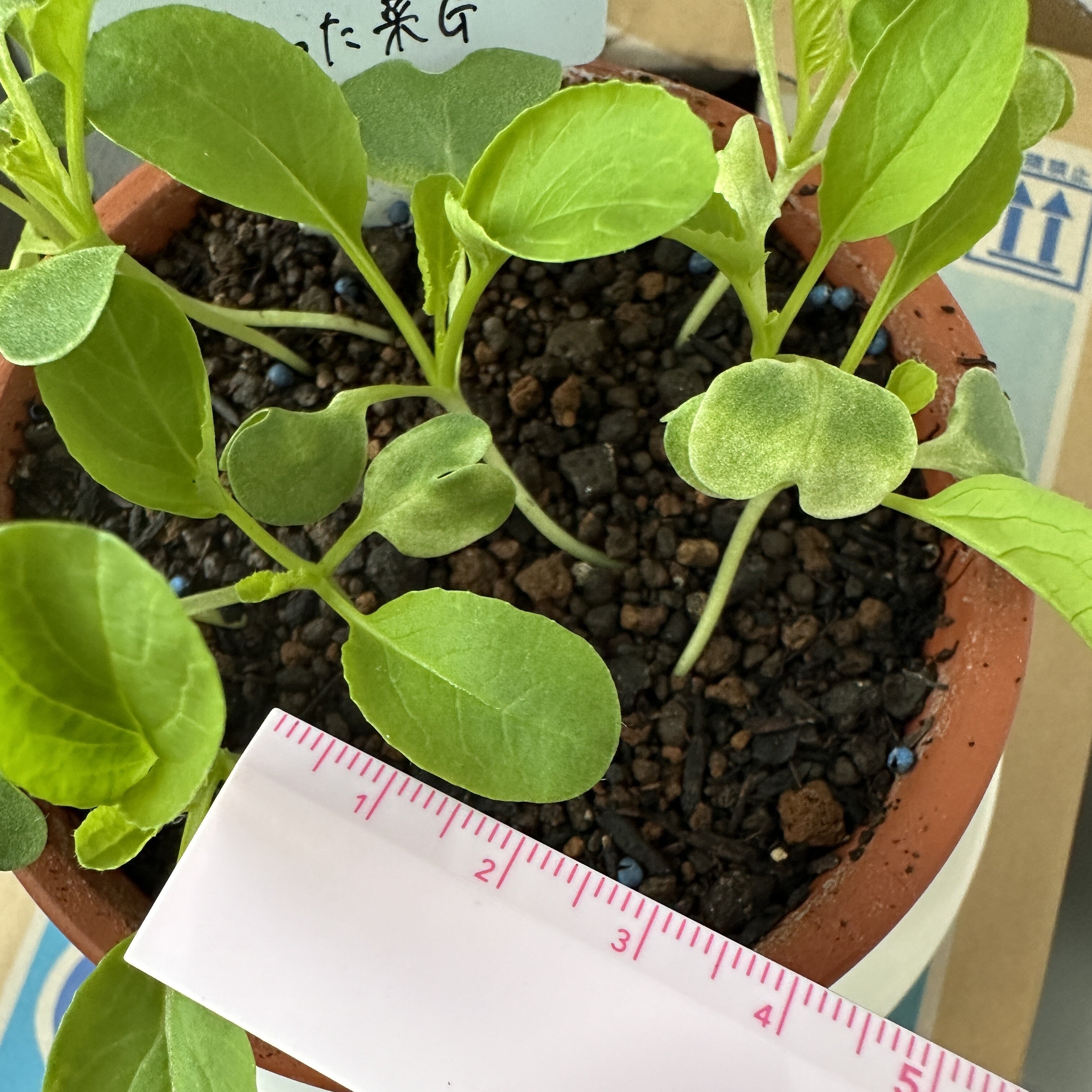 https://www.ige.tohoku.ac.jp/prg/watanabe/as-vegetable2024/2024/10/IMG_8838.jpg