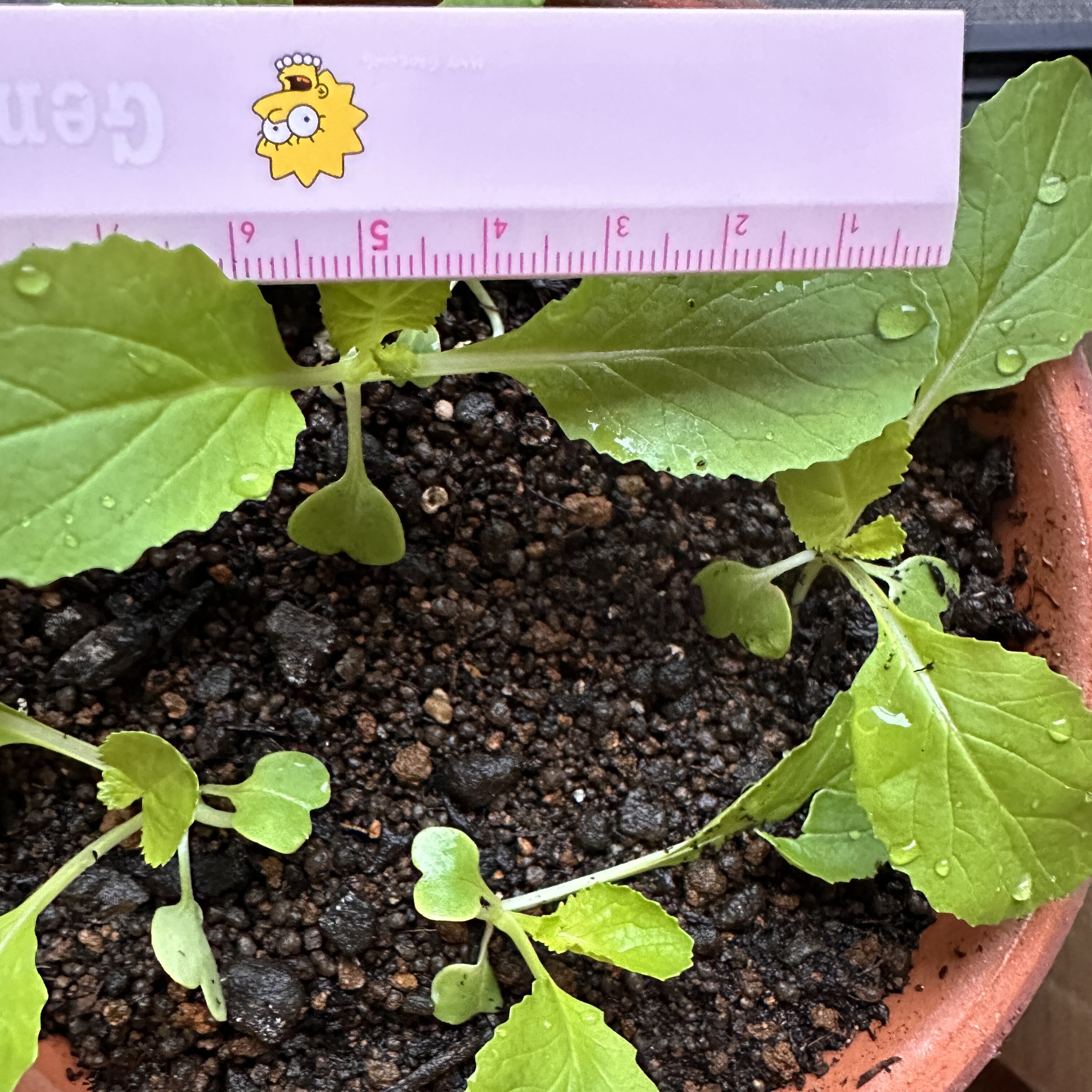 https://www.ige.tohoku.ac.jp/prg/watanabe/as-vegetable2024/2024/10/IMG_8881.jpg
