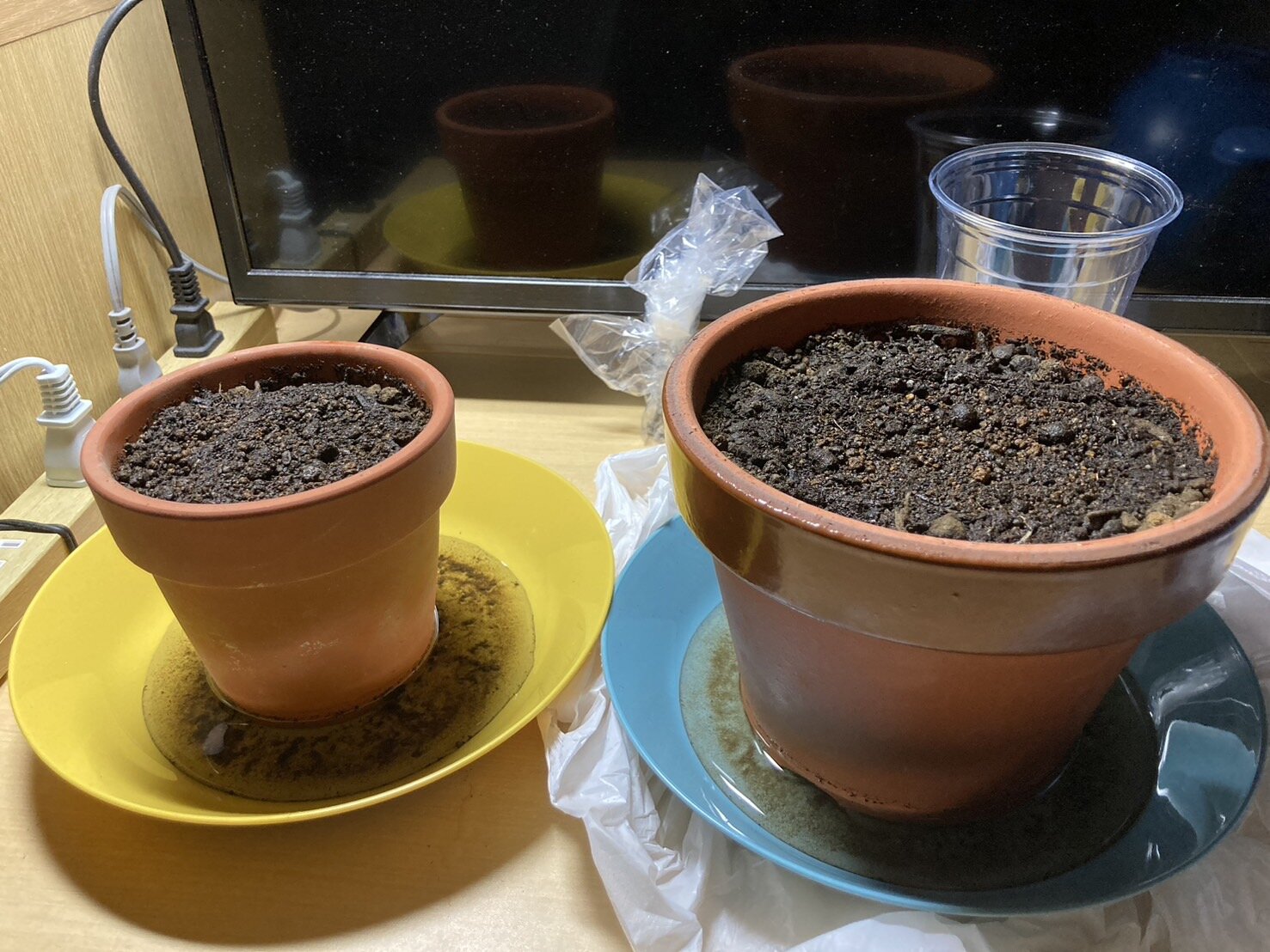 https://www.ige.tohoku.ac.jp/prg/watanabe/as-vegetable2024/2024/10/S__38404128.jpg