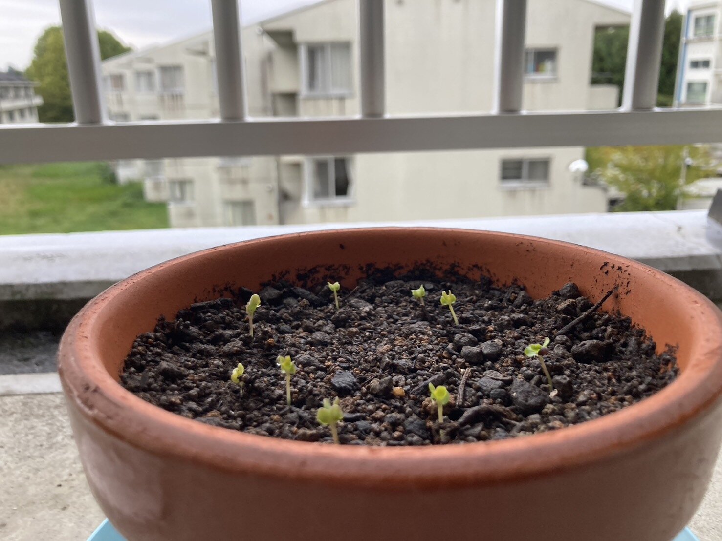 https://www.ige.tohoku.ac.jp/prg/watanabe/as-vegetable2024/2024/10/S__38404137.jpg