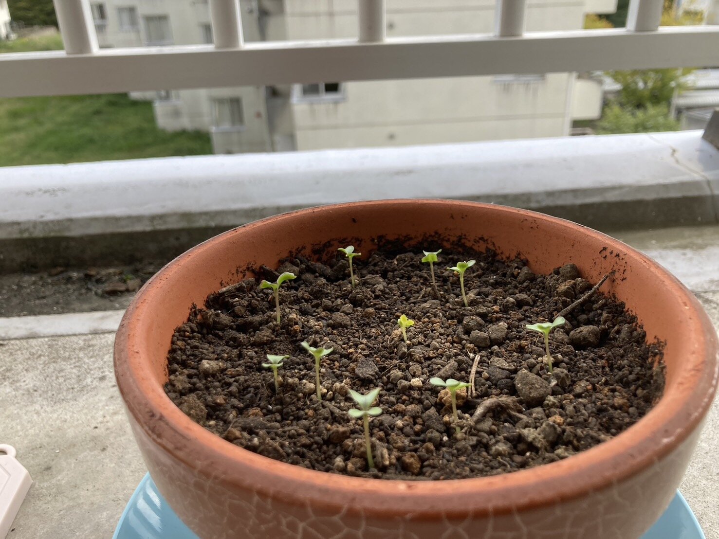 https://www.ige.tohoku.ac.jp/prg/watanabe/as-vegetable2024/2024/10/S__38404141.jpg
