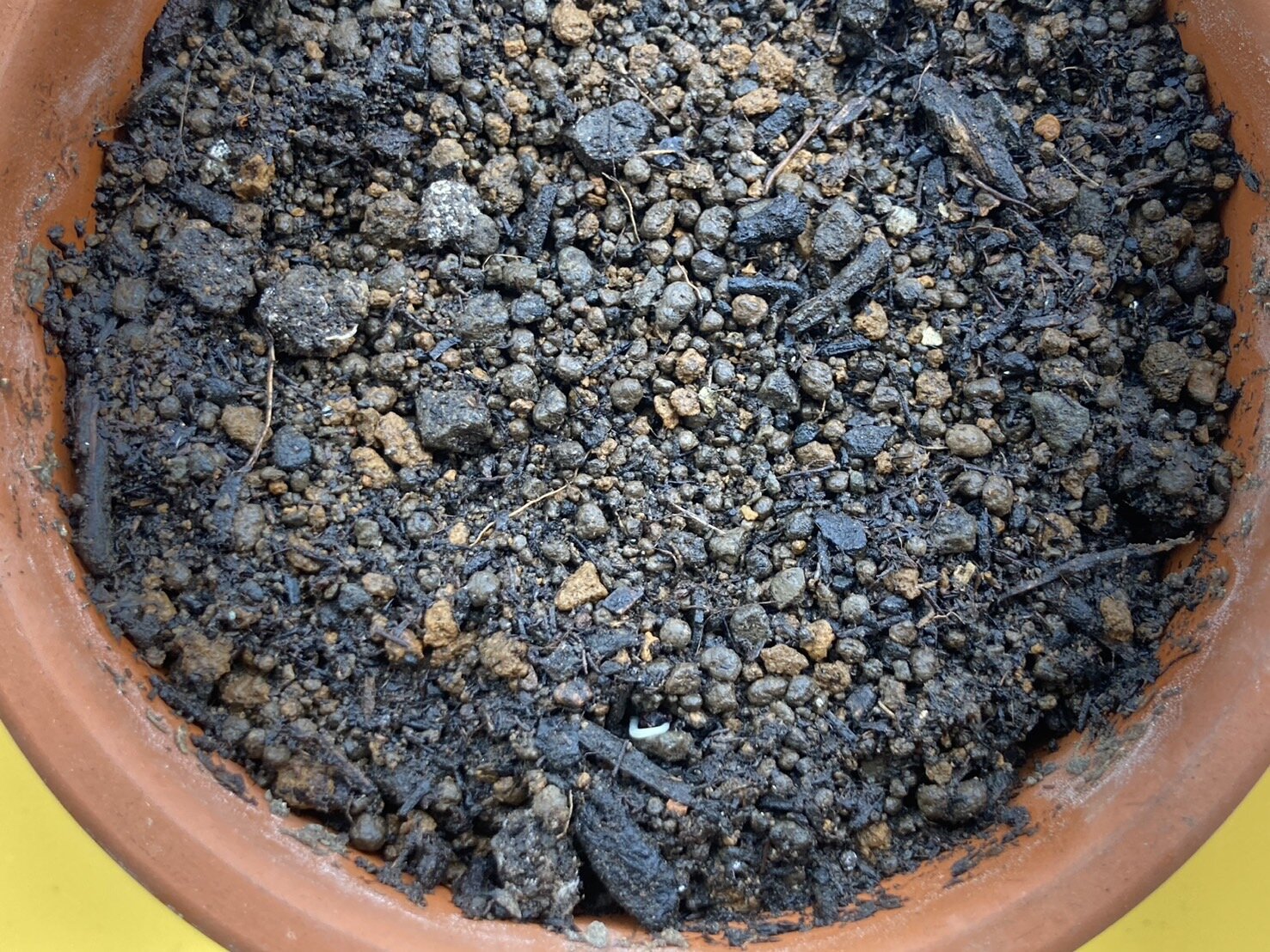 https://www.ige.tohoku.ac.jp/prg/watanabe/as-vegetable2024/2024/10/S__38404143.jpg