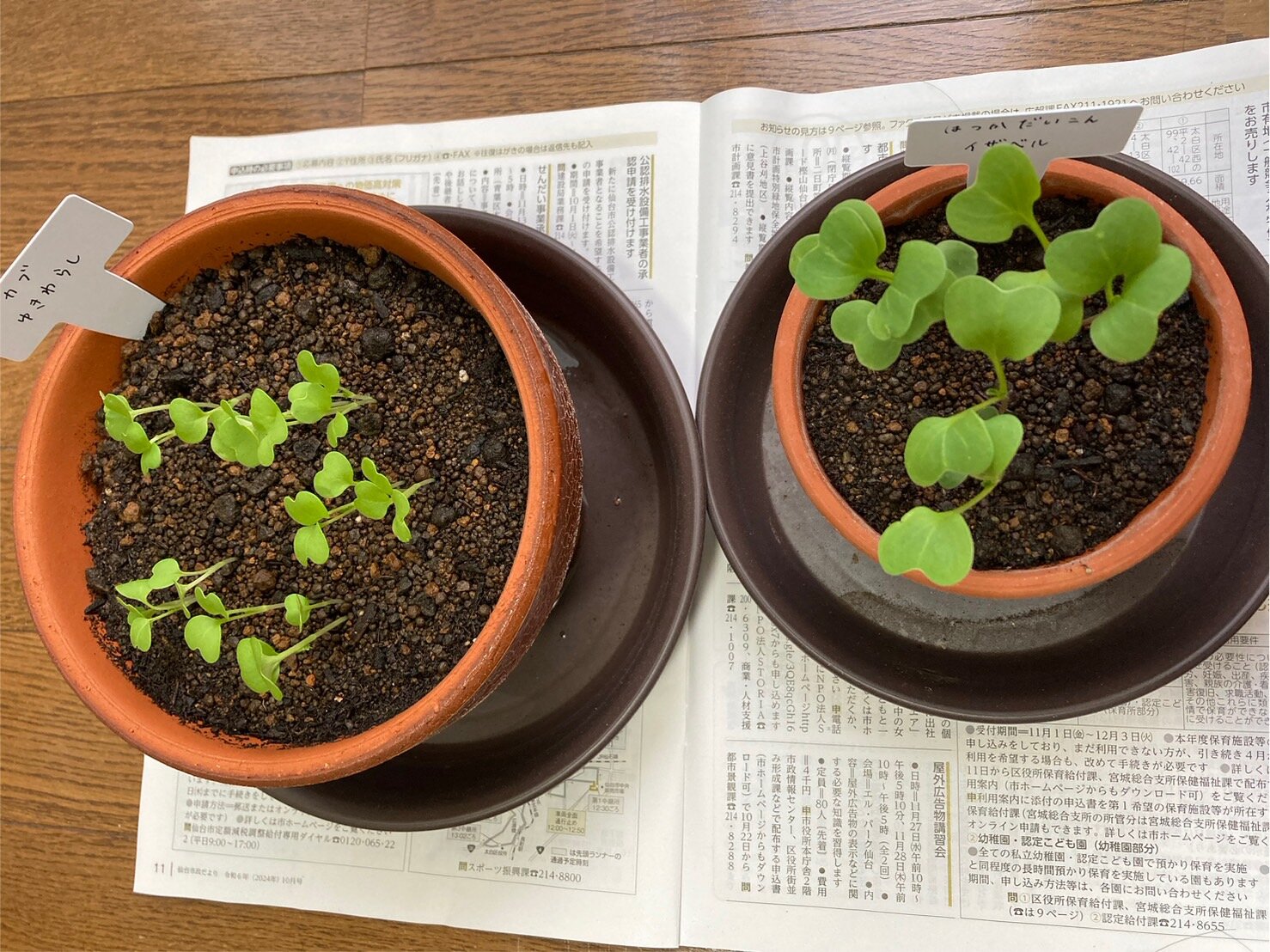 https://www.ige.tohoku.ac.jp/prg/watanabe/as-vegetable2024/2024/10/ad000e2a4369e597abfec189a0cb76bbd55cf451.jpg