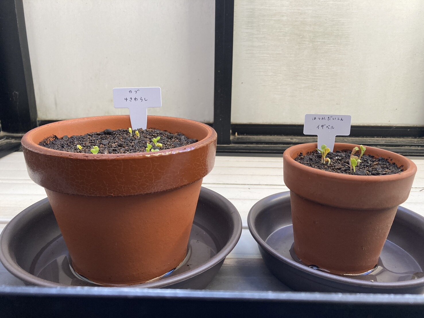 https://www.ige.tohoku.ac.jp/prg/watanabe/as-vegetable2024/2024/10/b4c22cff773673fd3719f3465444a61eb8f1dcda.jpg