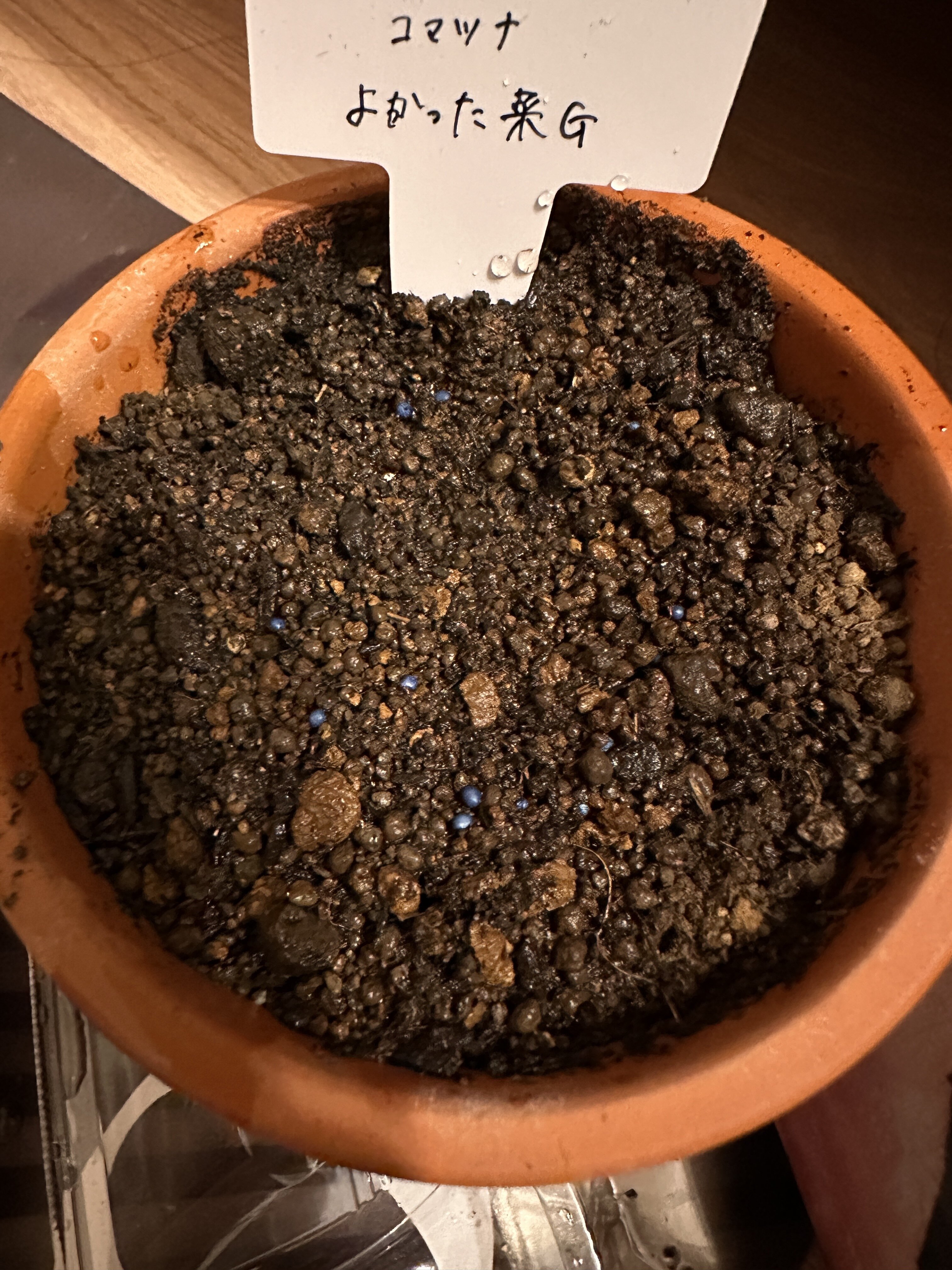 https://www.ige.tohoku.ac.jp/prg/watanabe/as-vegetable2024/2024/10/be2dc2e97b5415f7a9d02ba446da562f189c177b.jpg