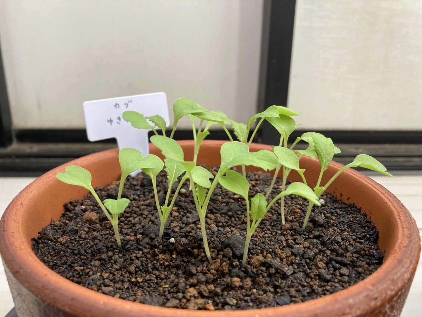 https://www.ige.tohoku.ac.jp/prg/watanabe/as-vegetable2024/2024/10/d24da3baad461b274f96f68d217d9060484d0092.jpg
