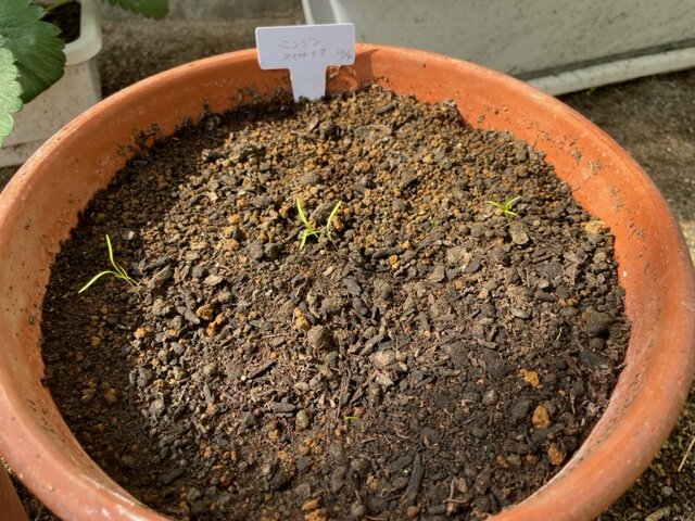 https://www.ige.tohoku.ac.jp/prg/watanabe/as-vegetable2024/2024/10/dd4427dff2dac90d6c68e3ebe643f6cf93753898.jpeg