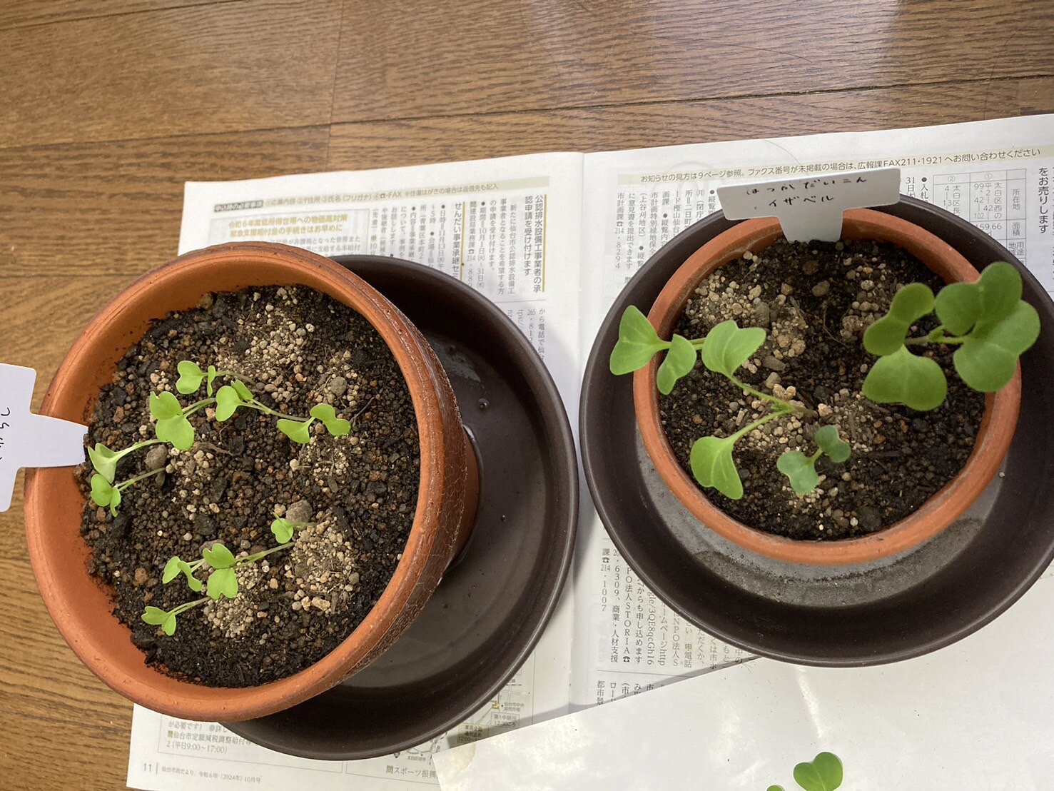 https://www.ige.tohoku.ac.jp/prg/watanabe/as-vegetable2024/2024/10/e447d35da6e7e7fef76d632b35ff1a9d93c3d8a7.jpg