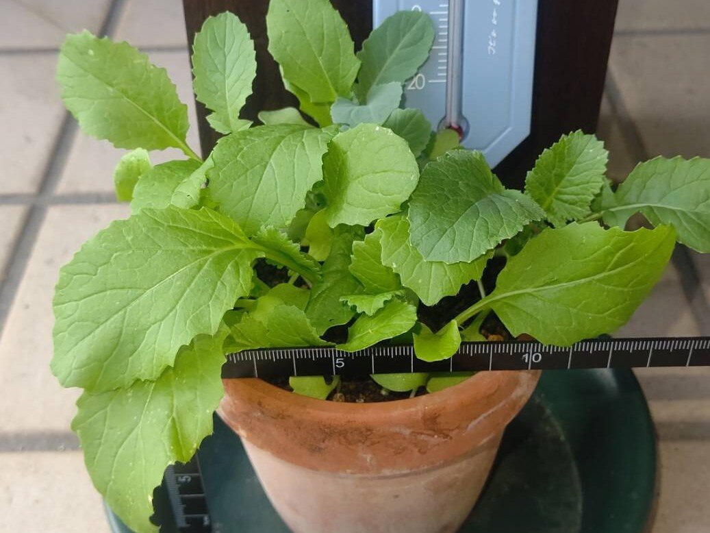 https://www.ige.tohoku.ac.jp/prg/watanabe/as-vegetable2024/2024/10/e651f3134f0bb13102aeb637c2f1e92aece41ec5.jpg