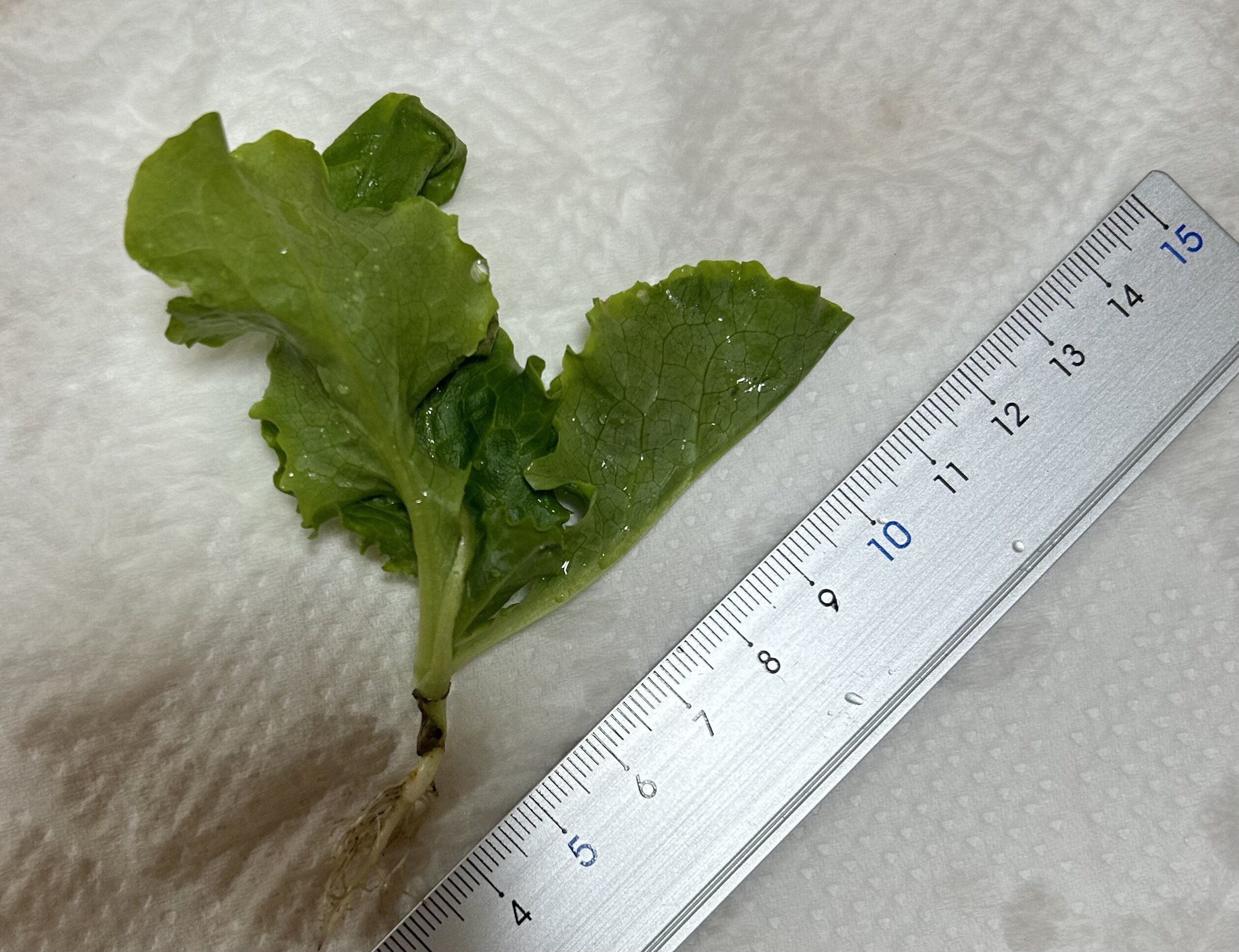 https://www.ige.tohoku.ac.jp/prg/watanabe/as-vegetable2024/2024/11/01e4e3c82cebce6d760f7c3e728b8f5954e8f6ea.jpeg