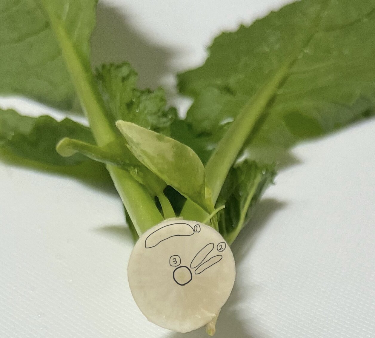 https://www.ige.tohoku.ac.jp/prg/watanabe/as-vegetable2024/2024/11/08d31ff97ff82b73476d4202f6c48be520e57f80.jpg