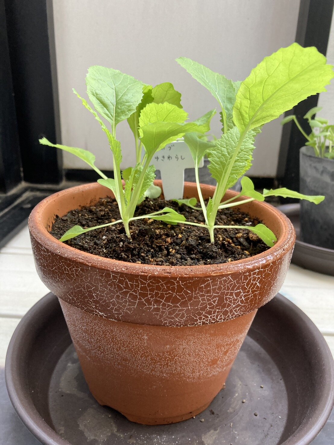 https://www.ige.tohoku.ac.jp/prg/watanabe/as-vegetable2024/2024/11/1109yuki.jpg